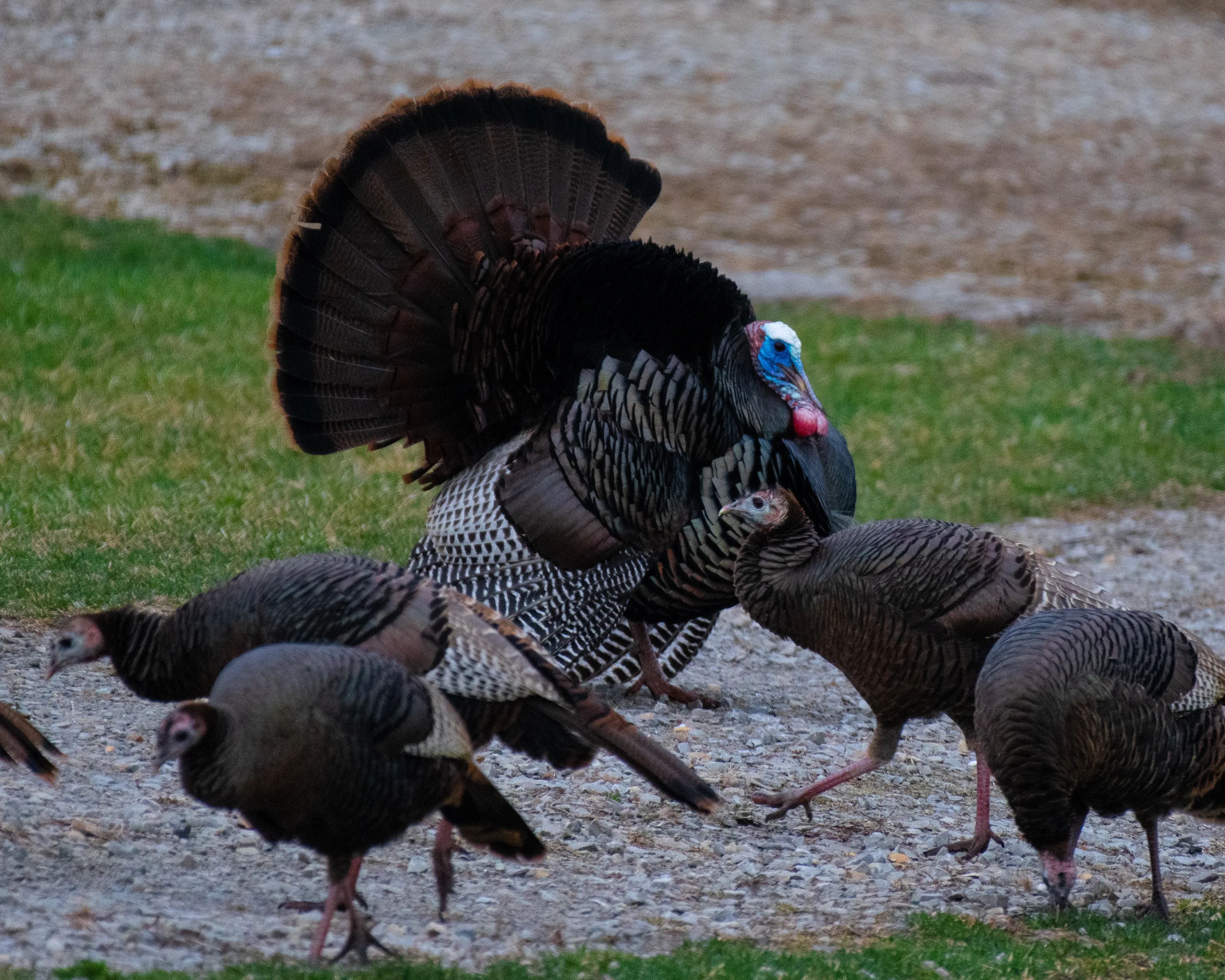 Live Turkeys