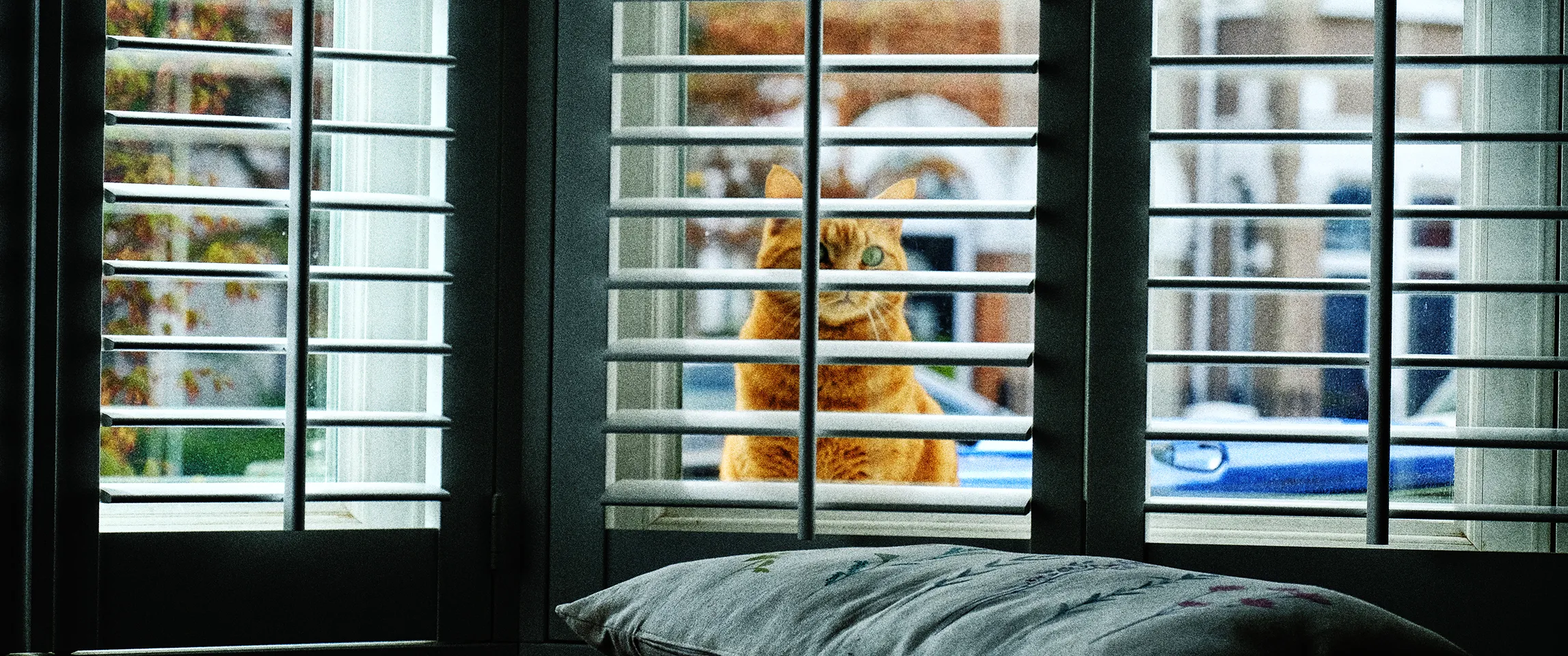 Through a Window
