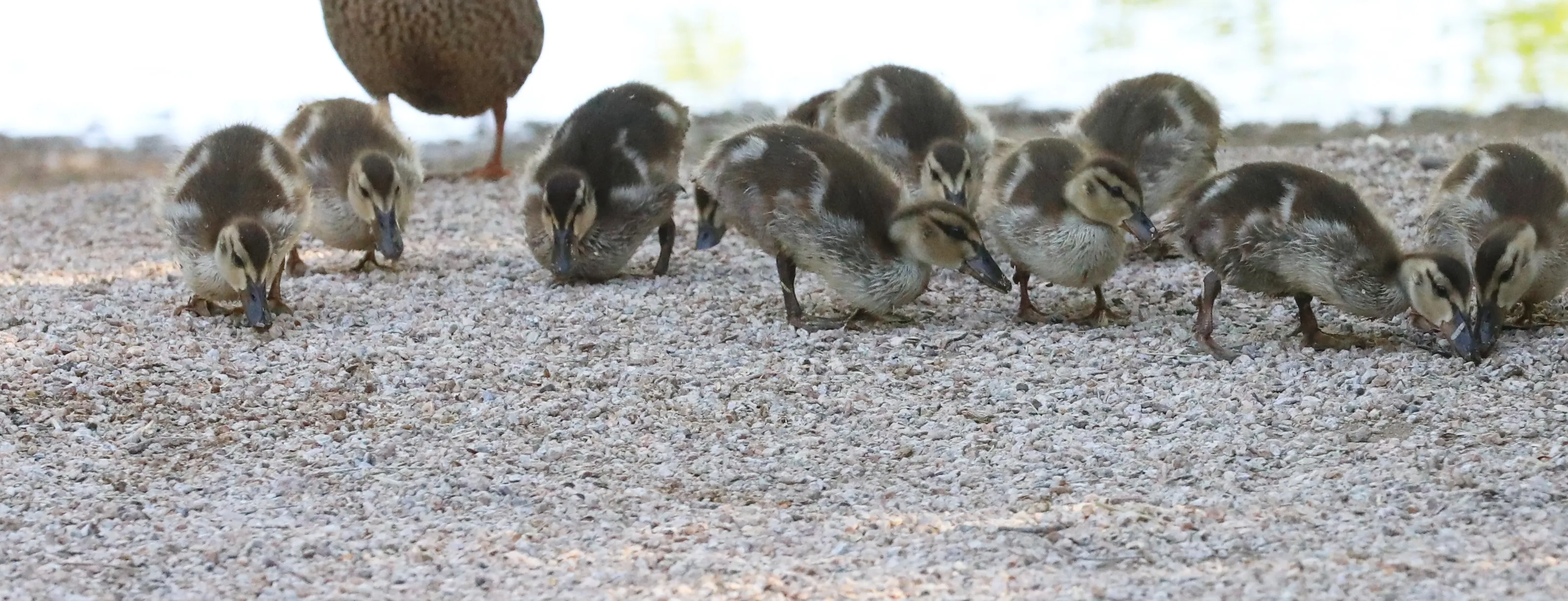 Spring Baby Animals