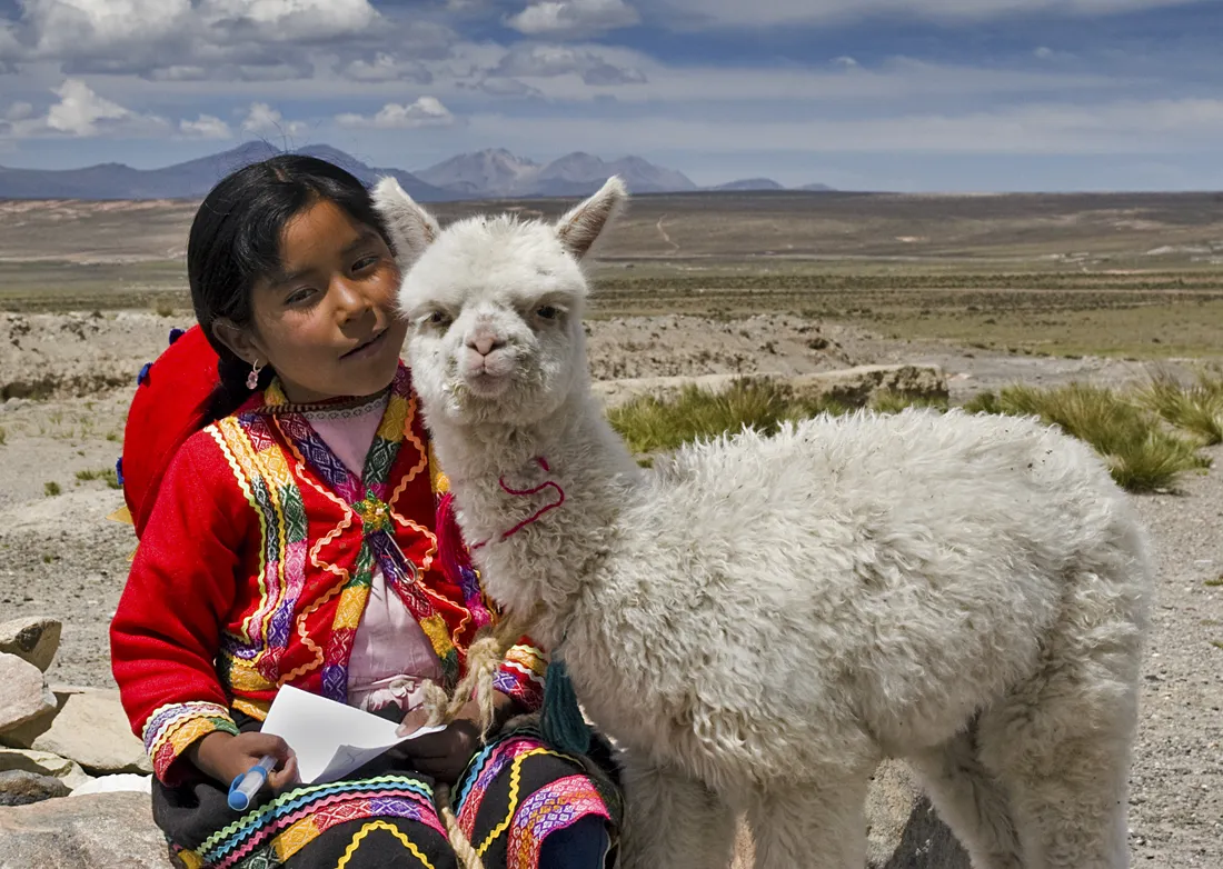 Alpacas and Llamas