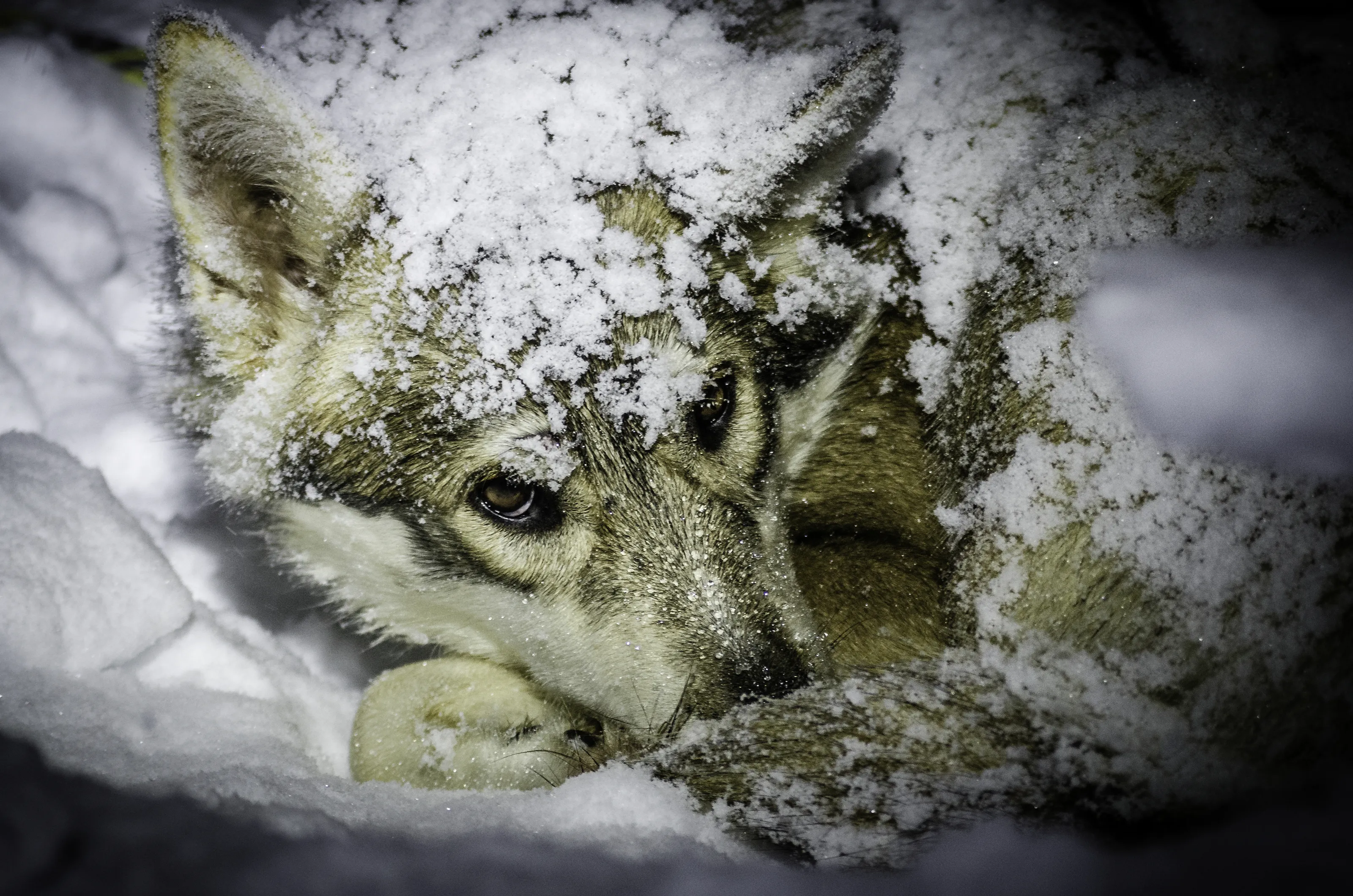 Winter creatures