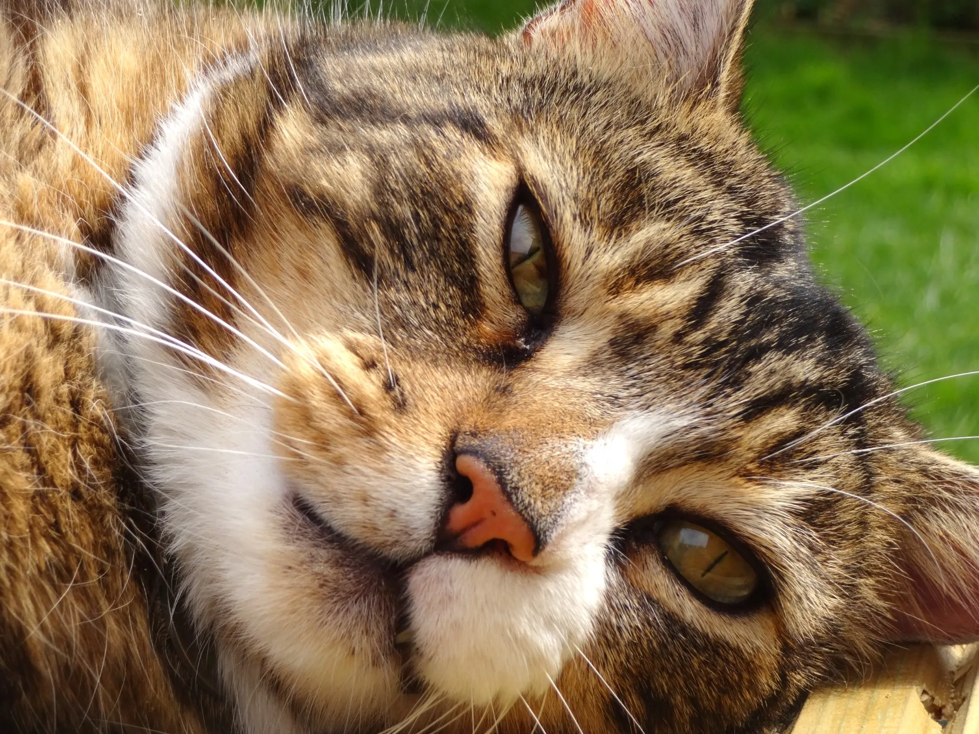 Faces of Domesticated Cats or Kittens