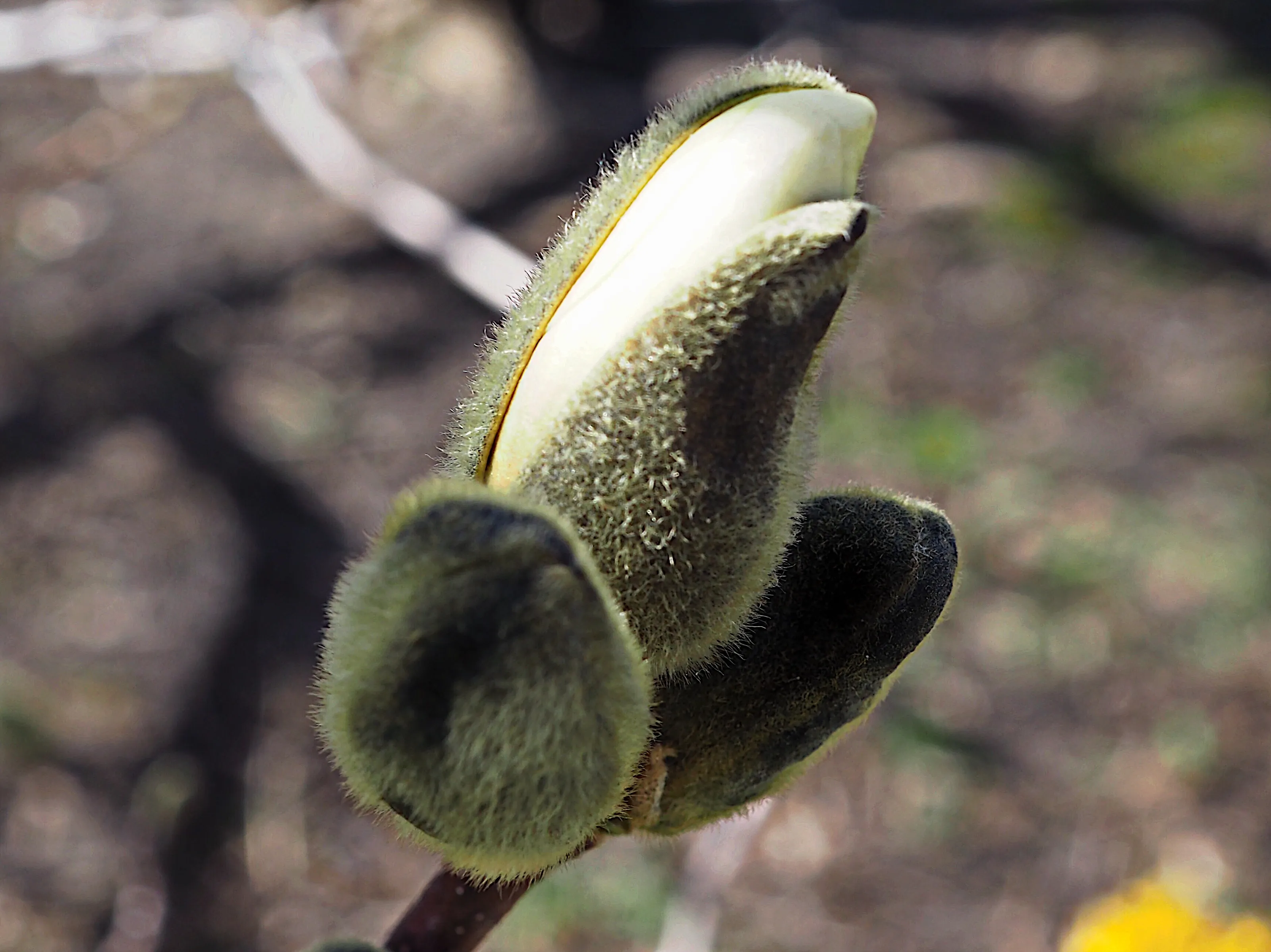 New Plant Growth in Spring (colour only)