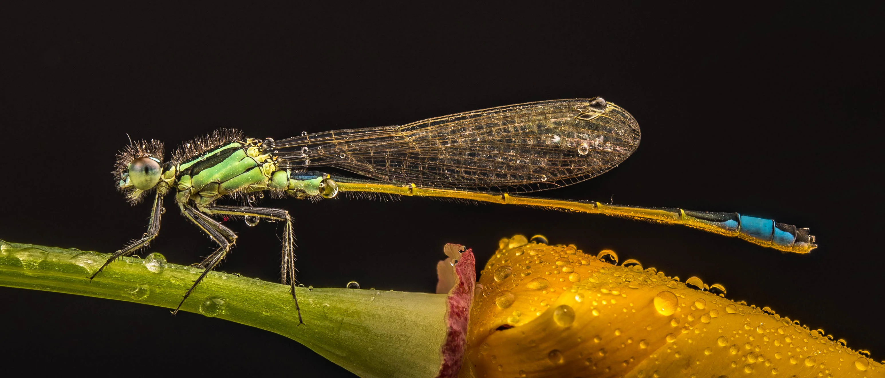 Insects and arachnids