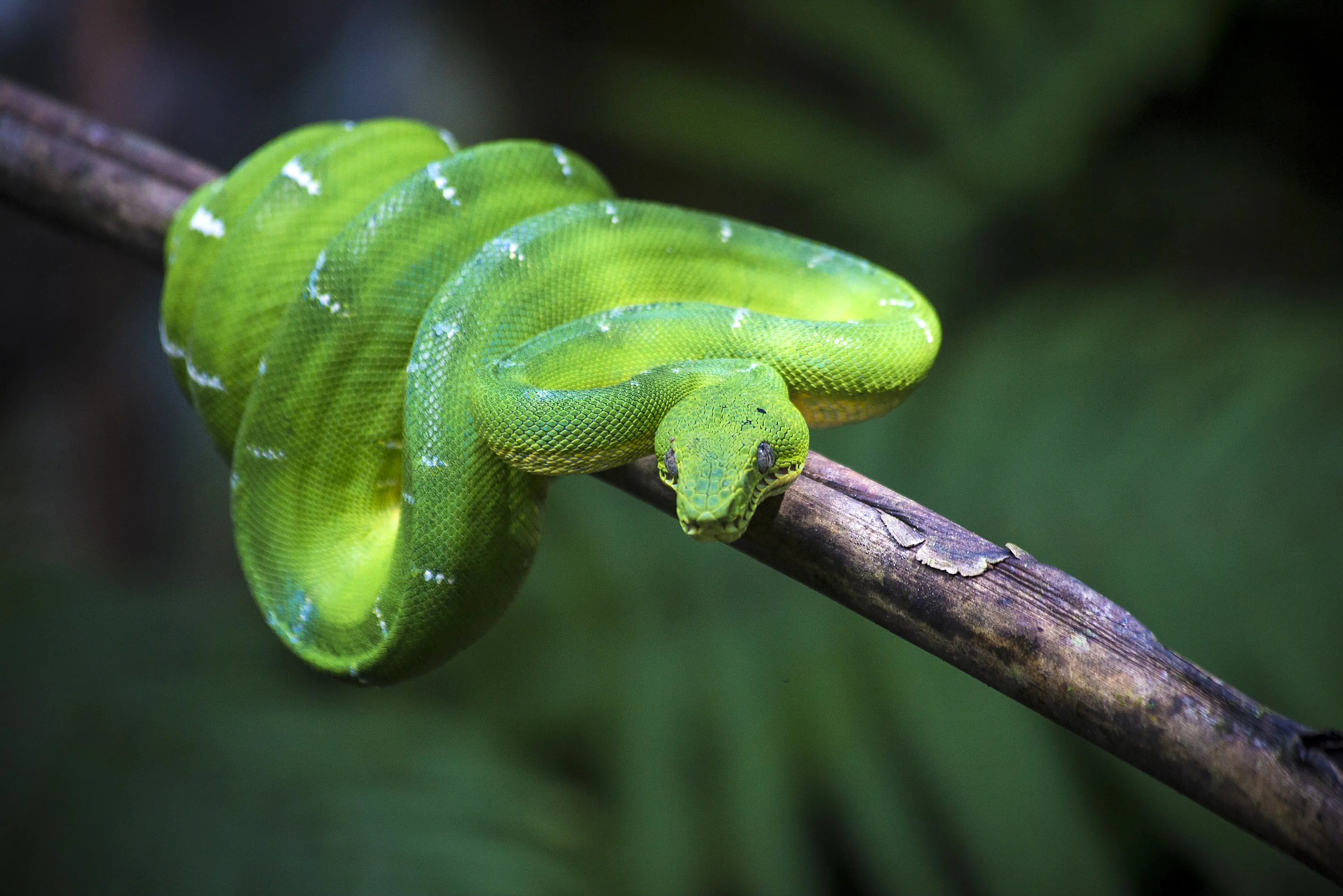 Wildlife