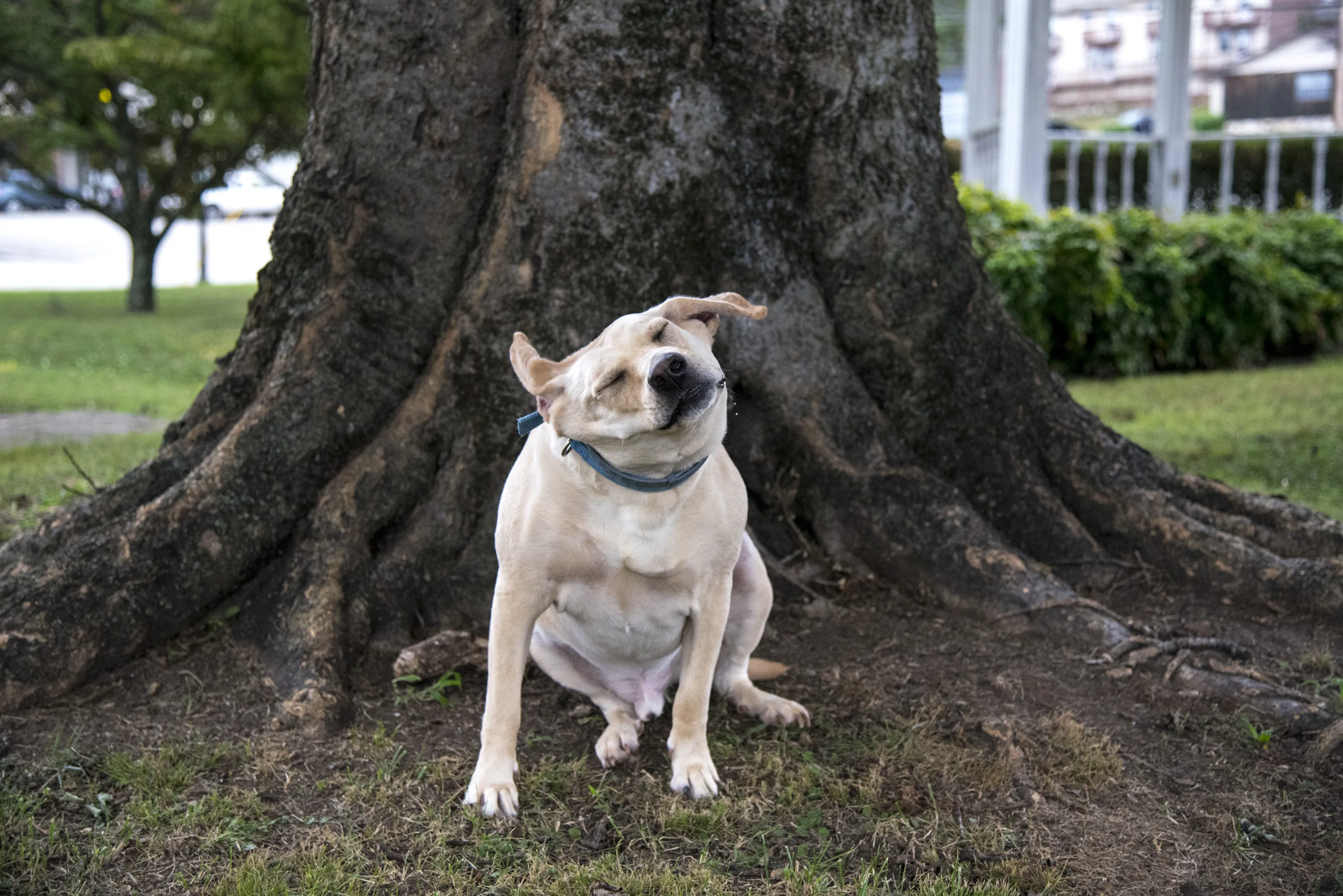 Dogs in Action