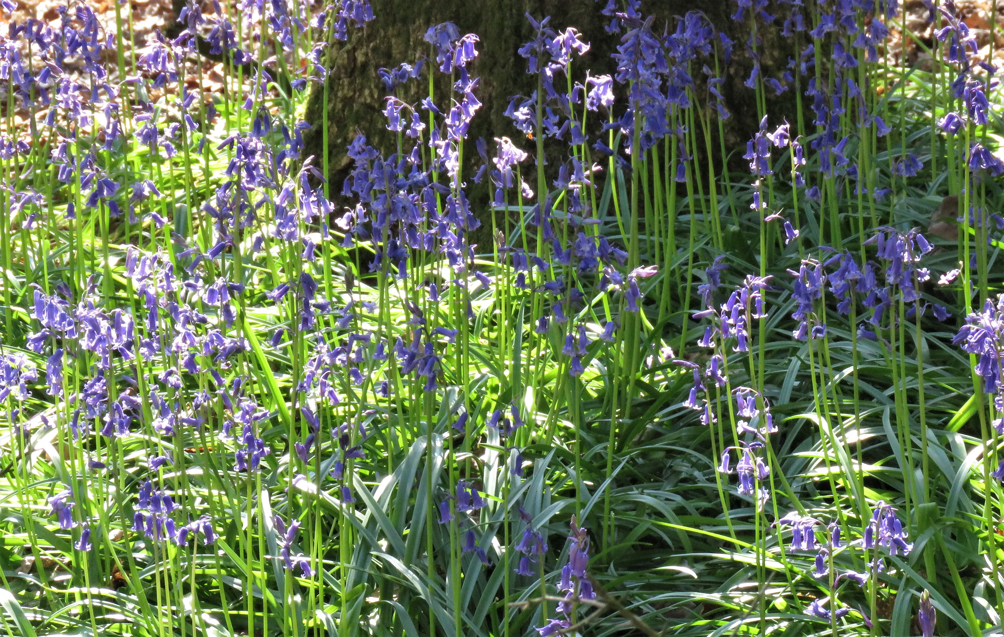 Bluebells (in colour)