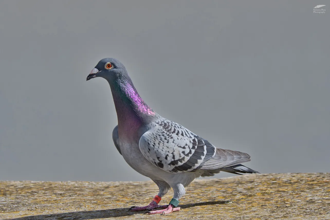 Pigeons in Colour