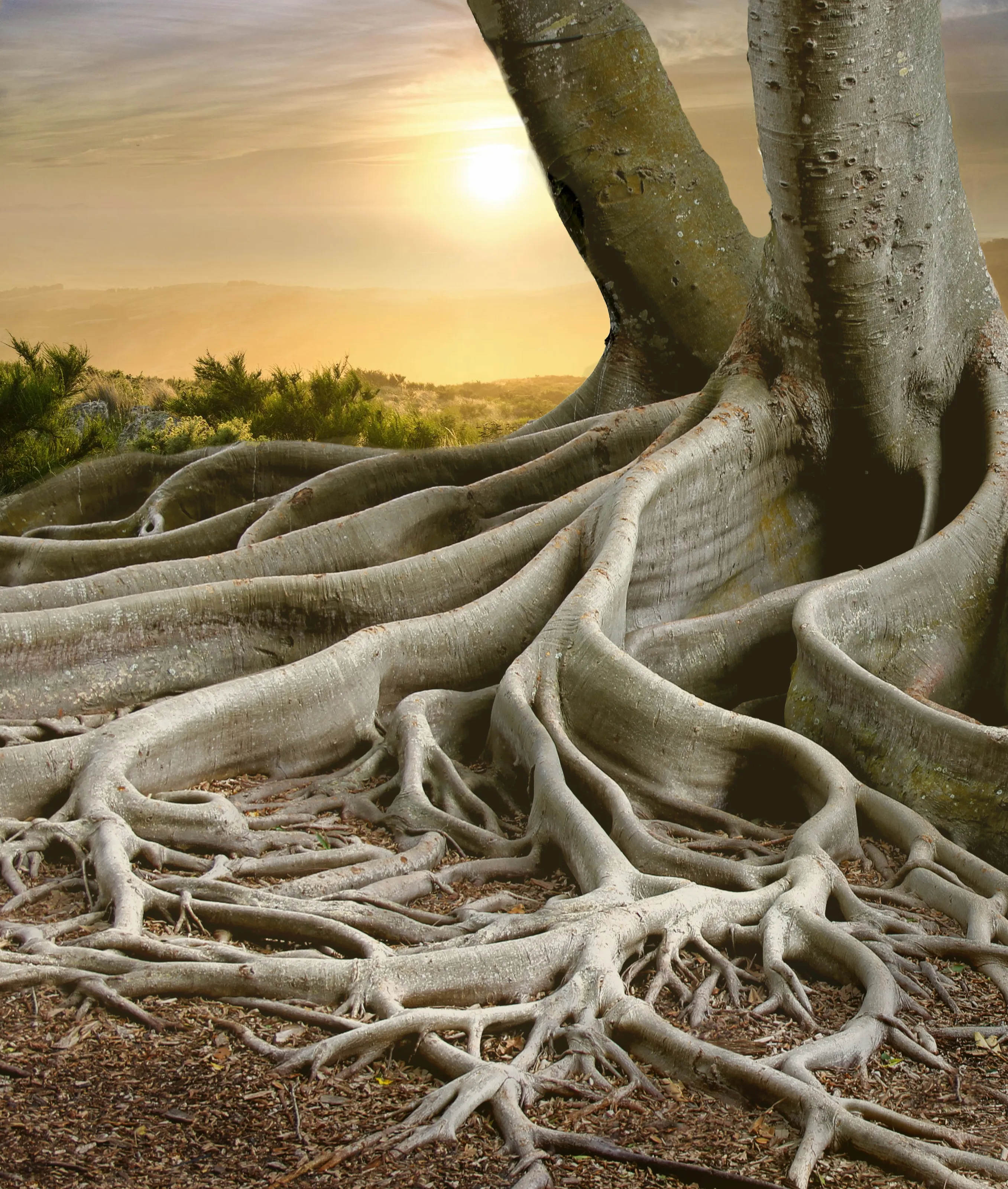 Roots