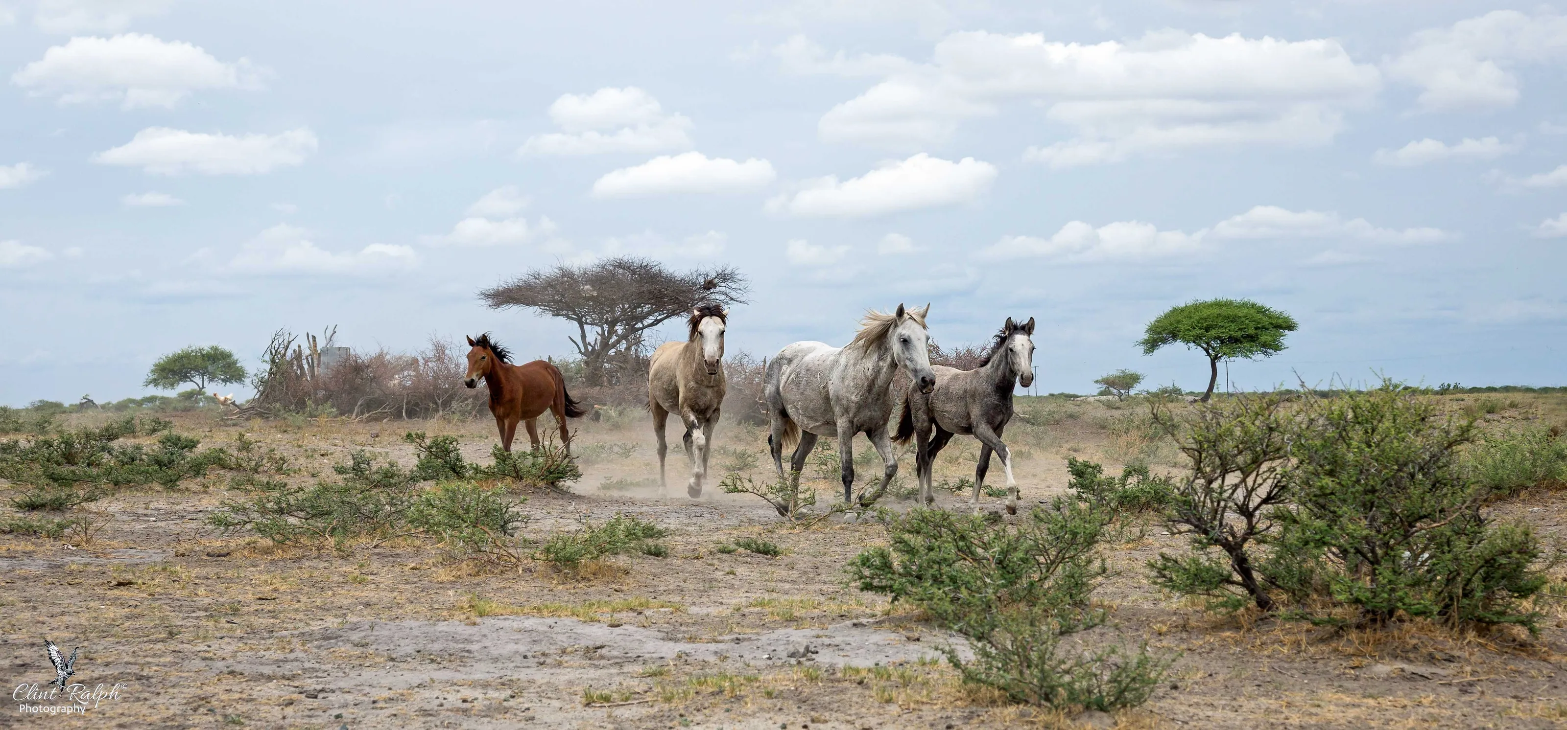 Wild Horses and Ponies