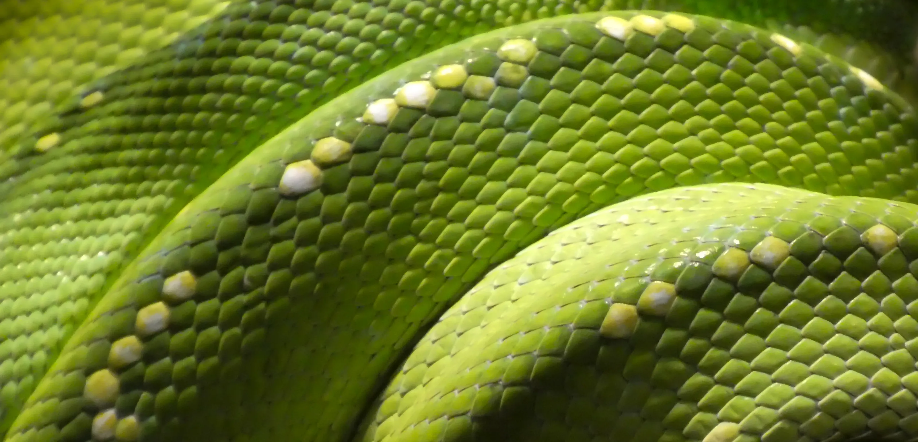 Animal Patterns and Textures