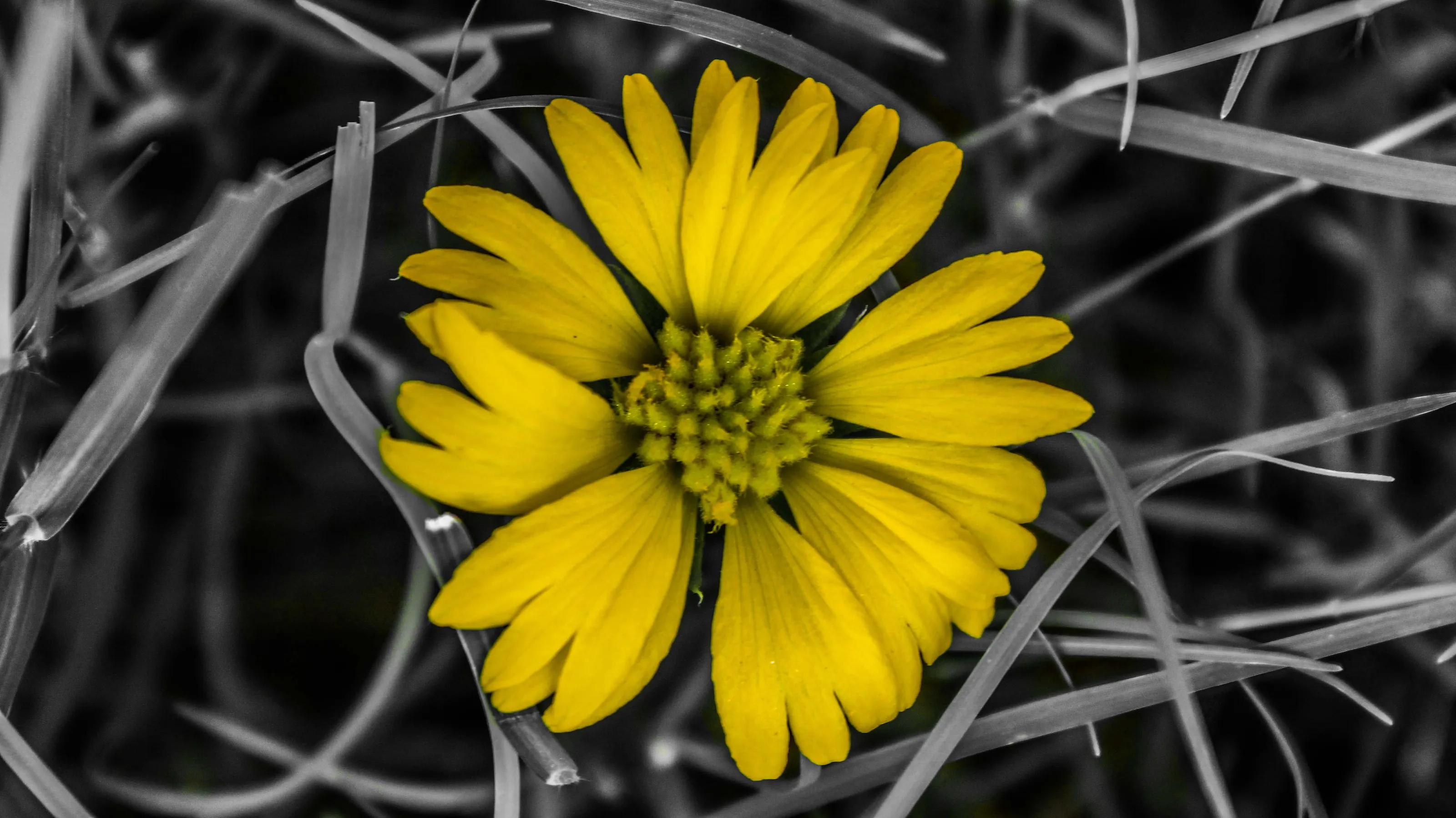 Selective Colour Flowers