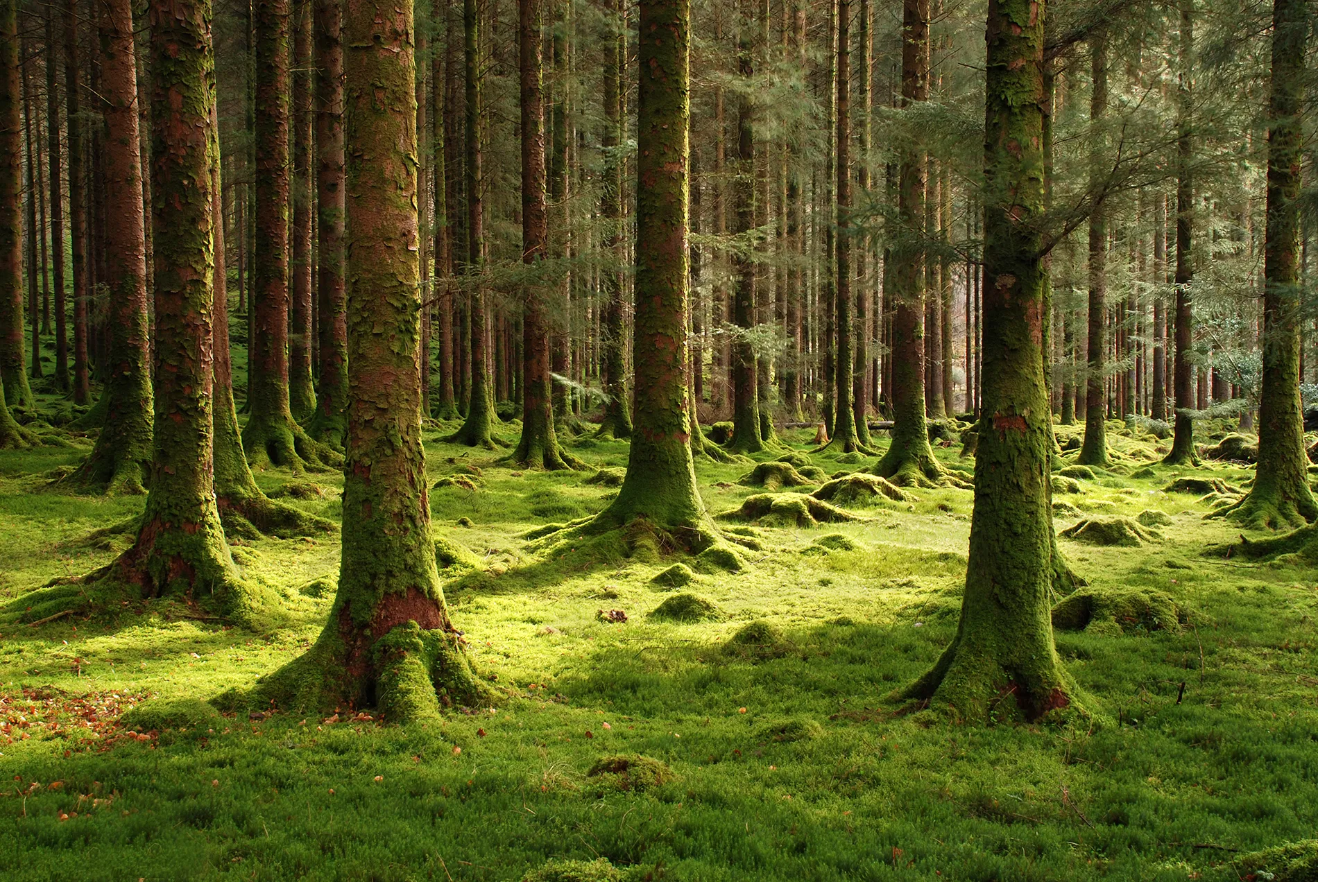 Forest and Woodlands