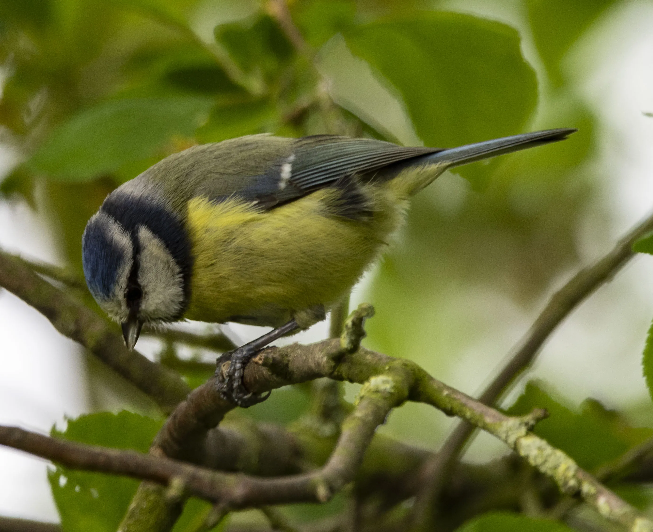 Garden Birds