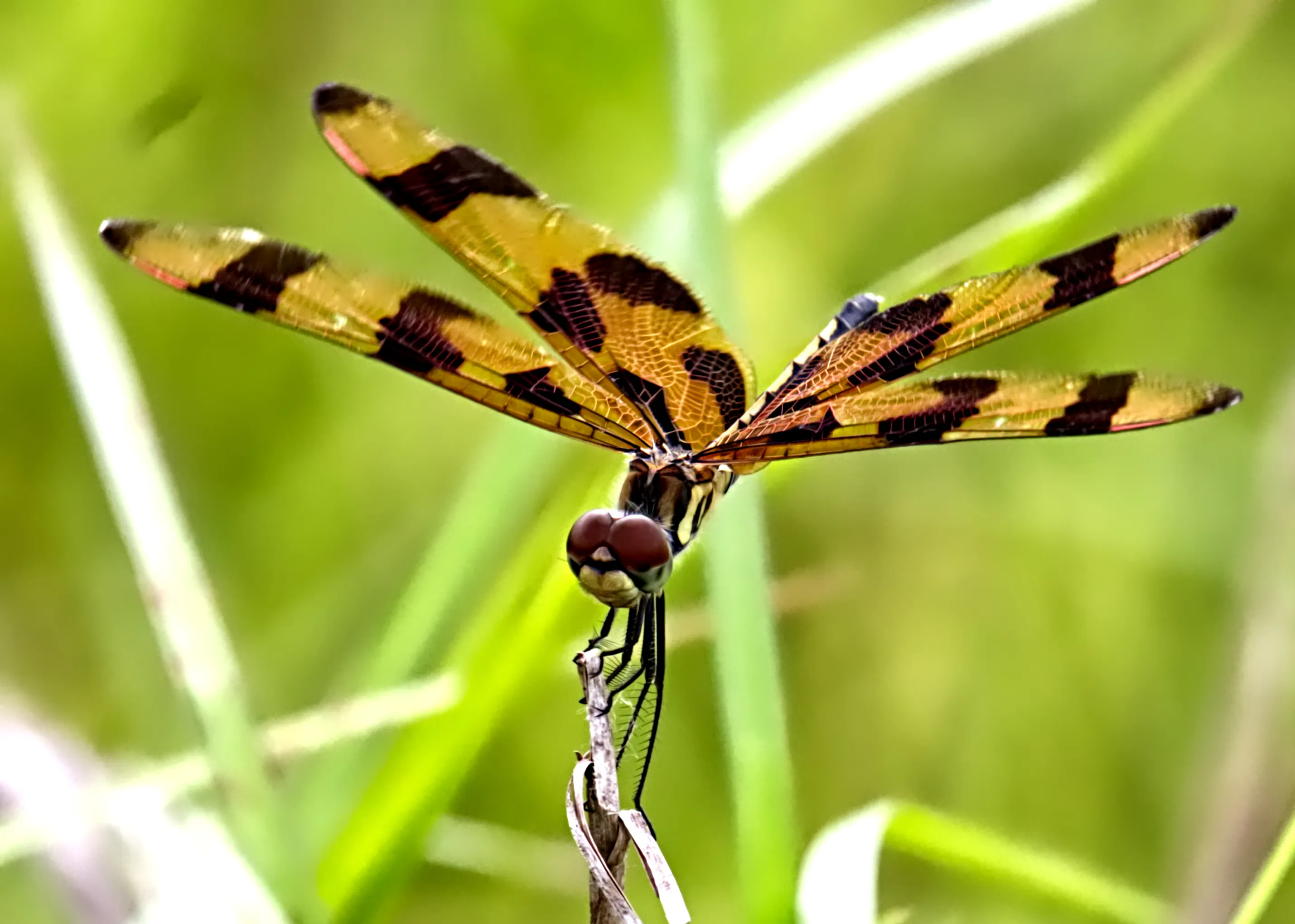 Dragonflies and Damselflies in Colour