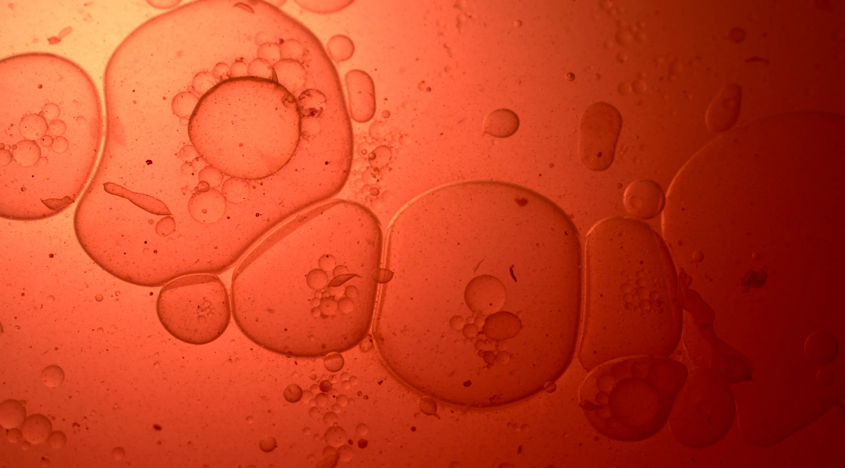 Experimental Photography