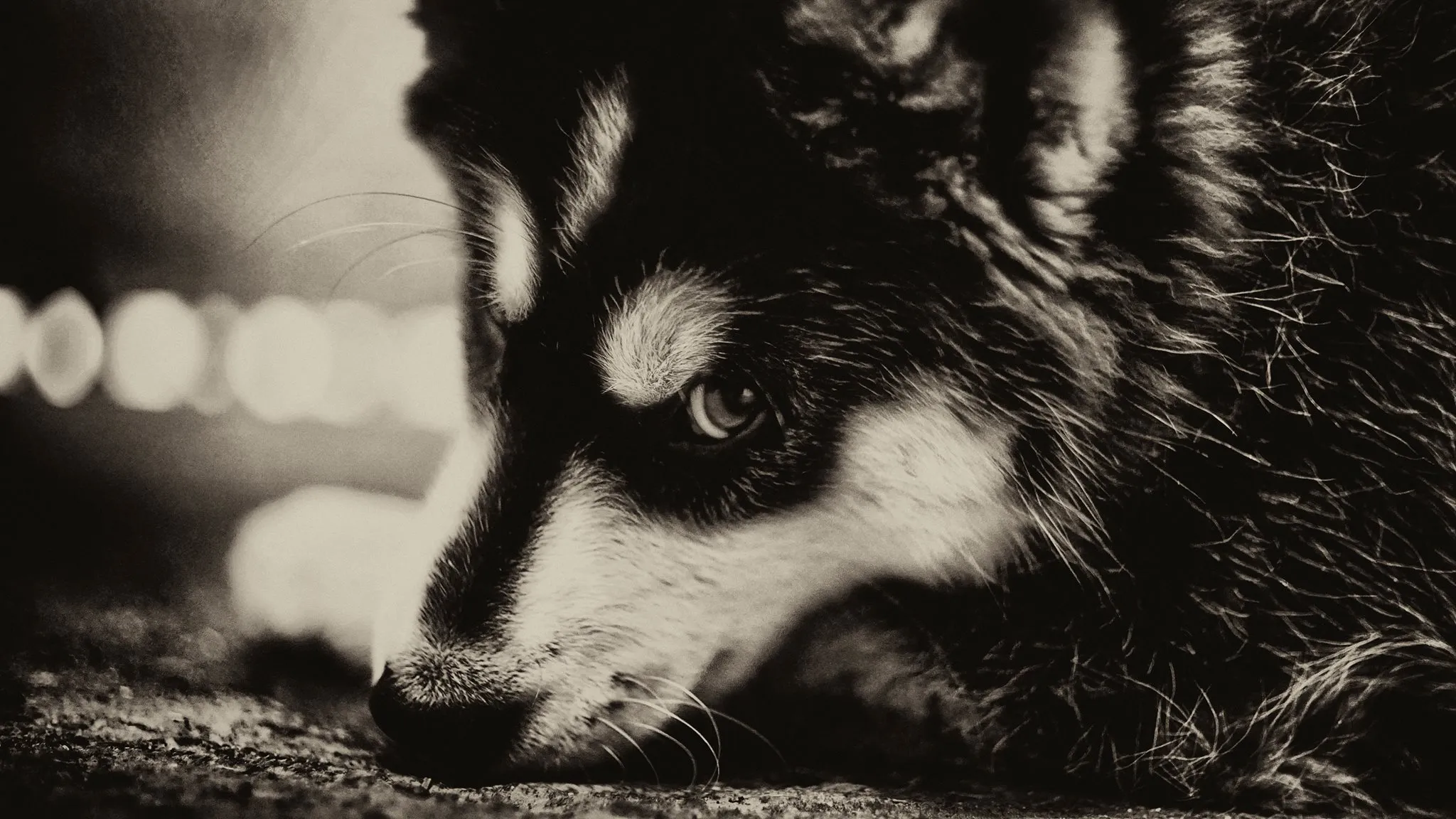 Dogs