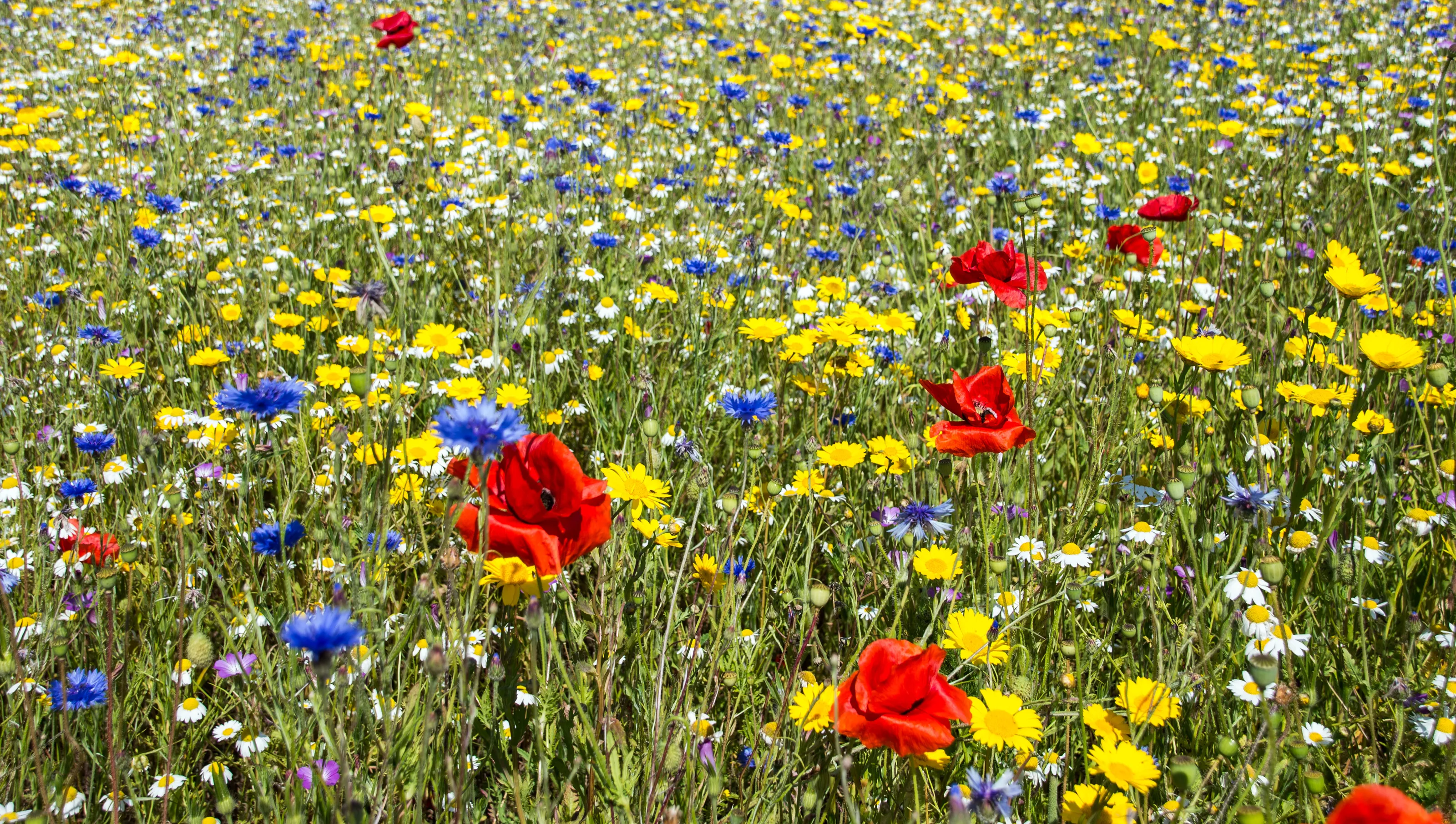Red and Yellow and Blue
