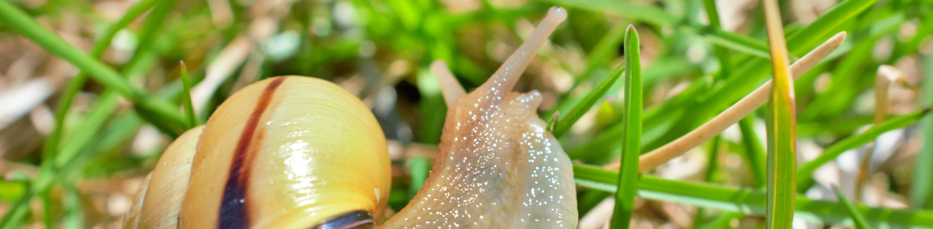 Snails in Nature (in colour)