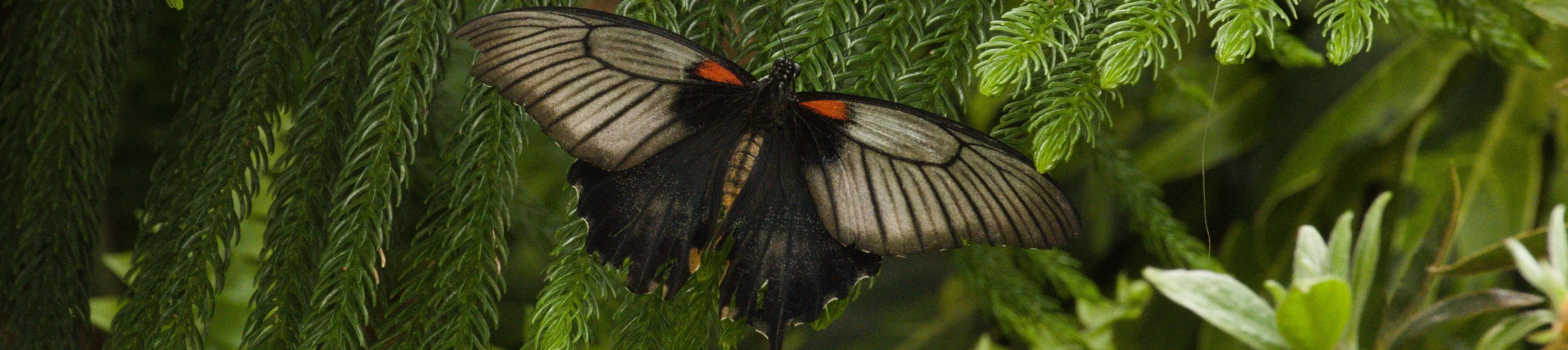 Butterflies in Colour