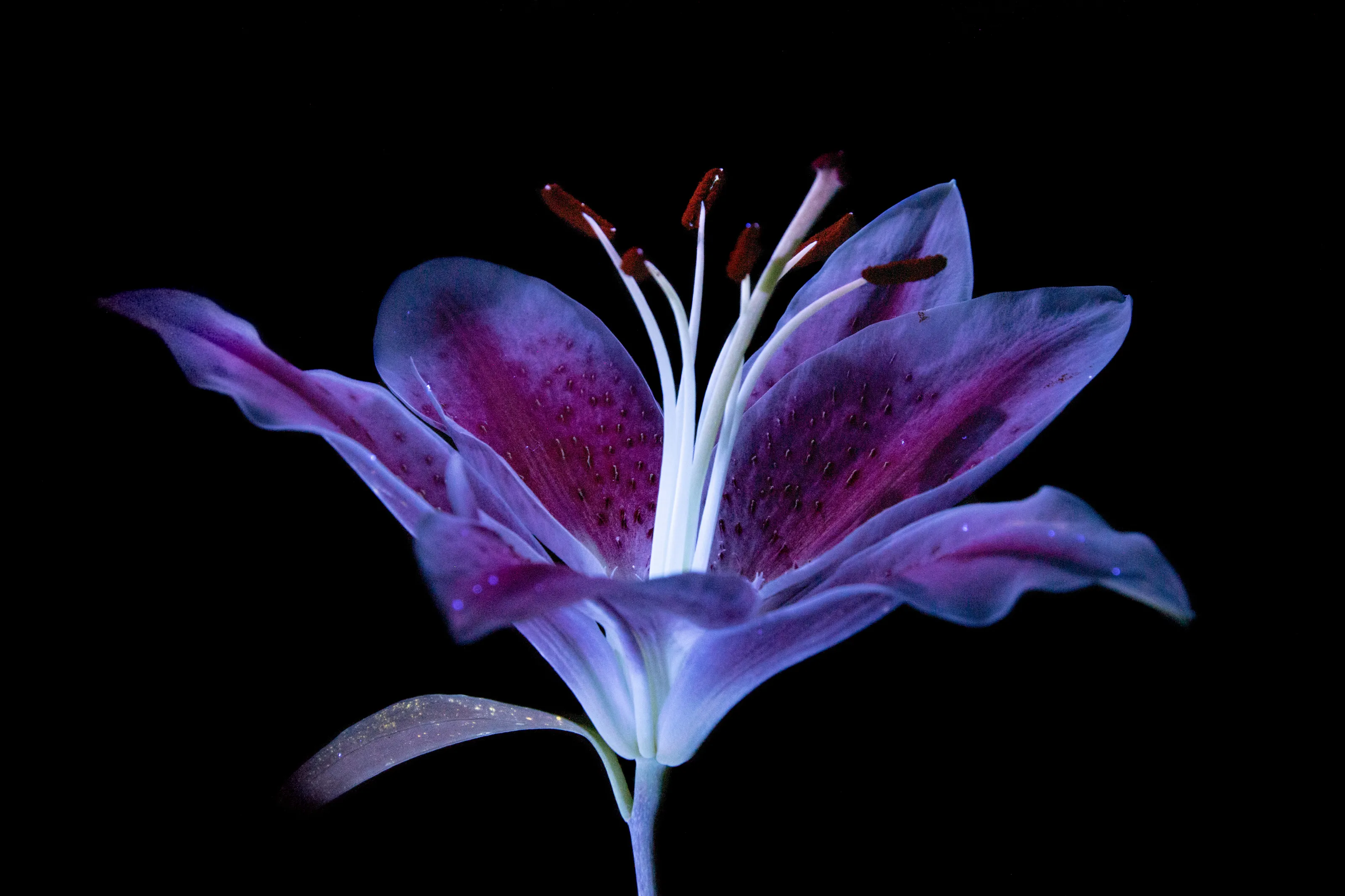 Creative macro