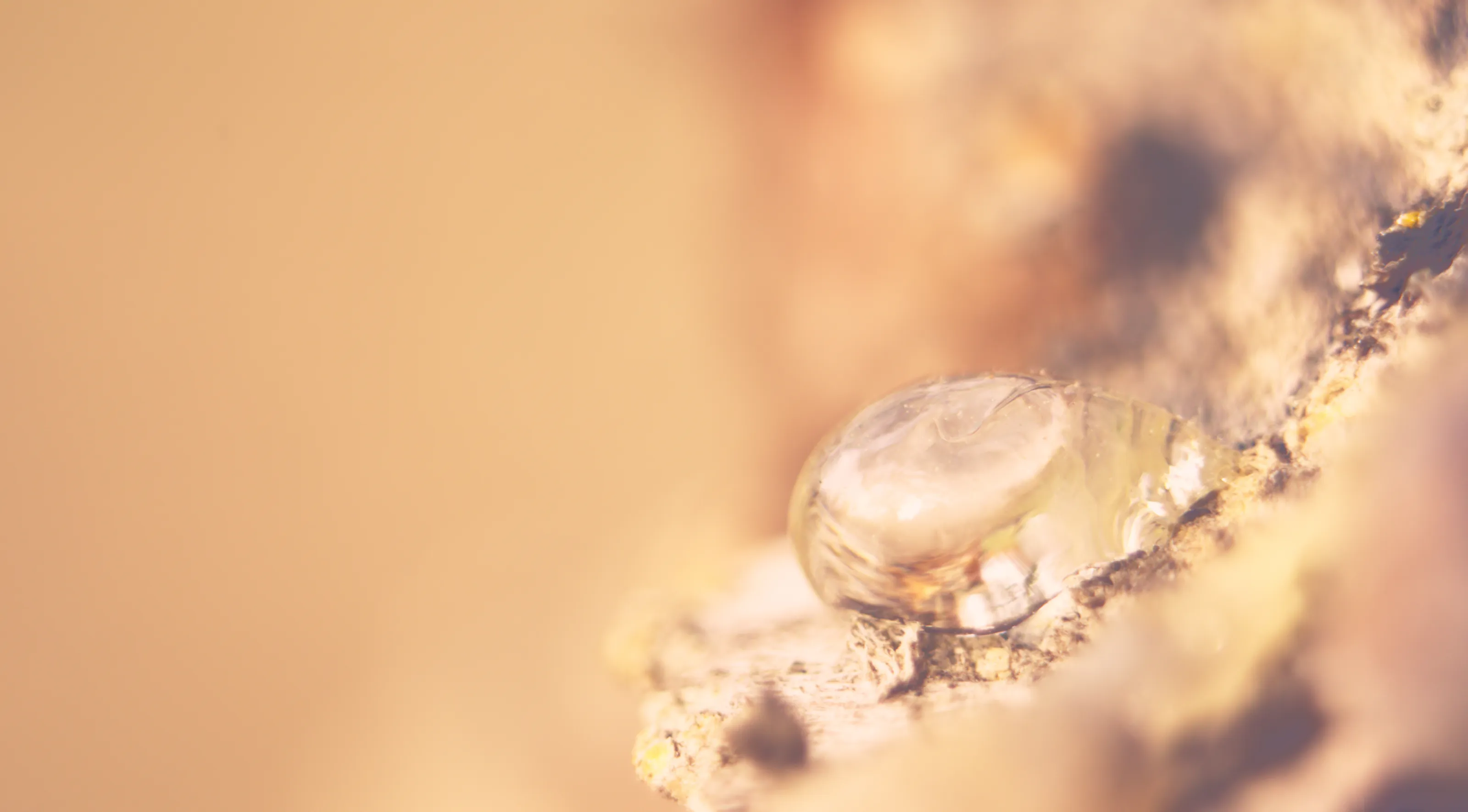 Nature in Macro and Close-up