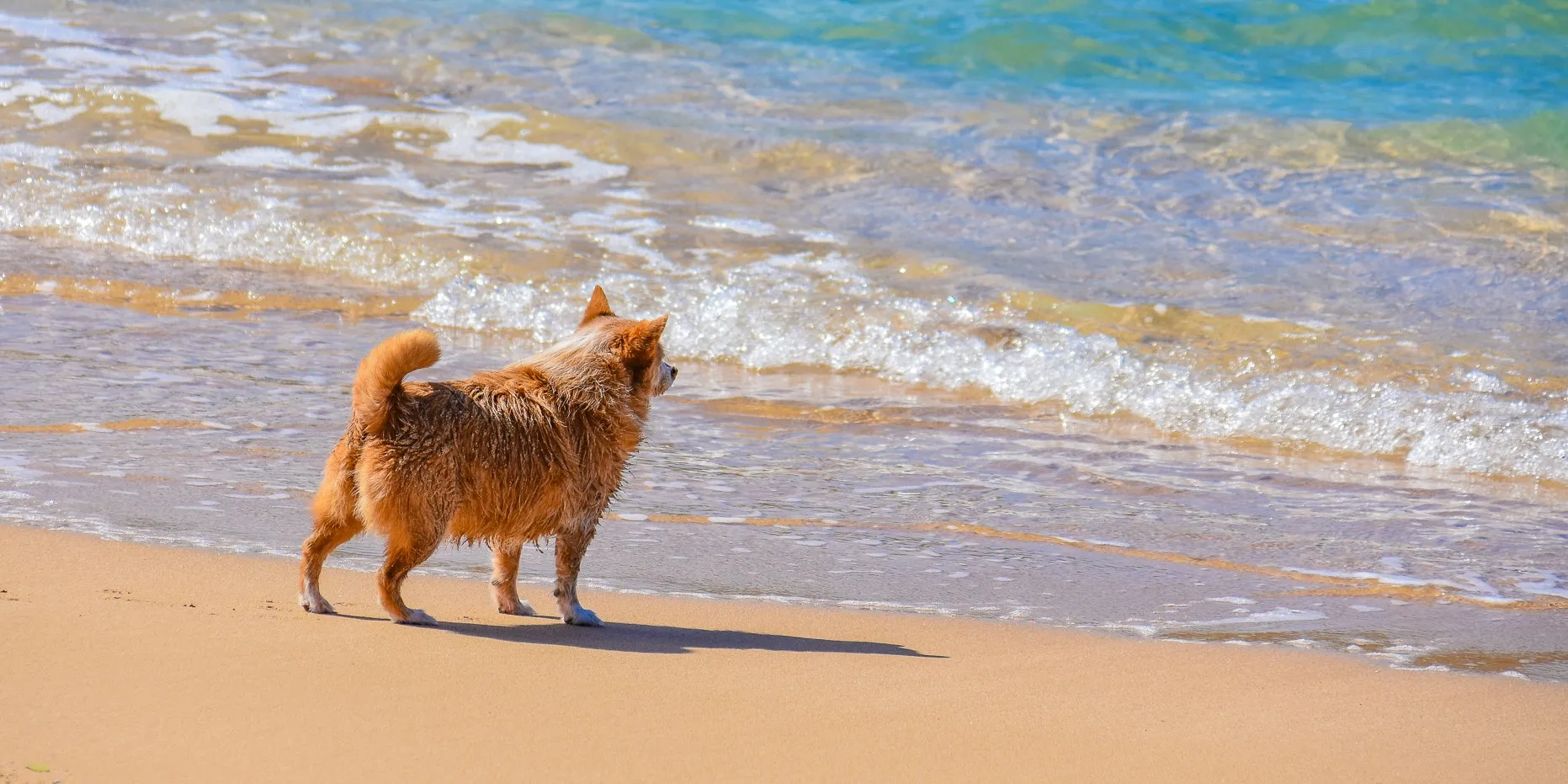 Dogs on the Beach