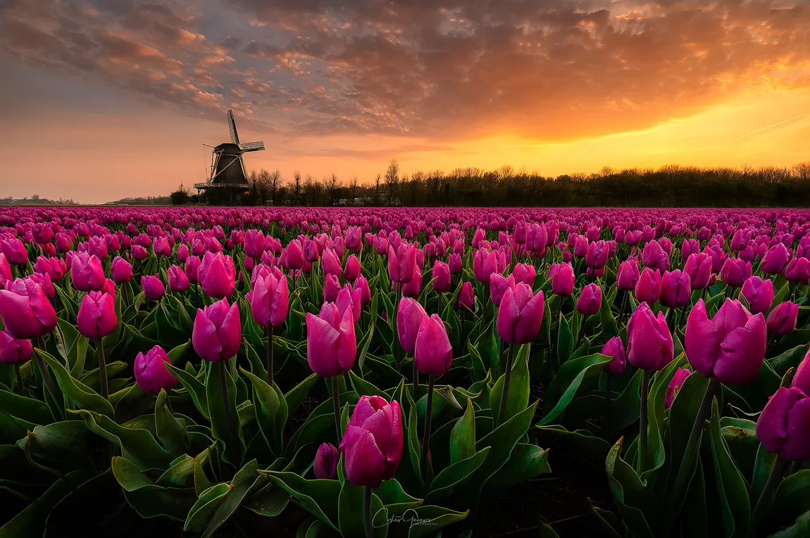 Tulips in Colour