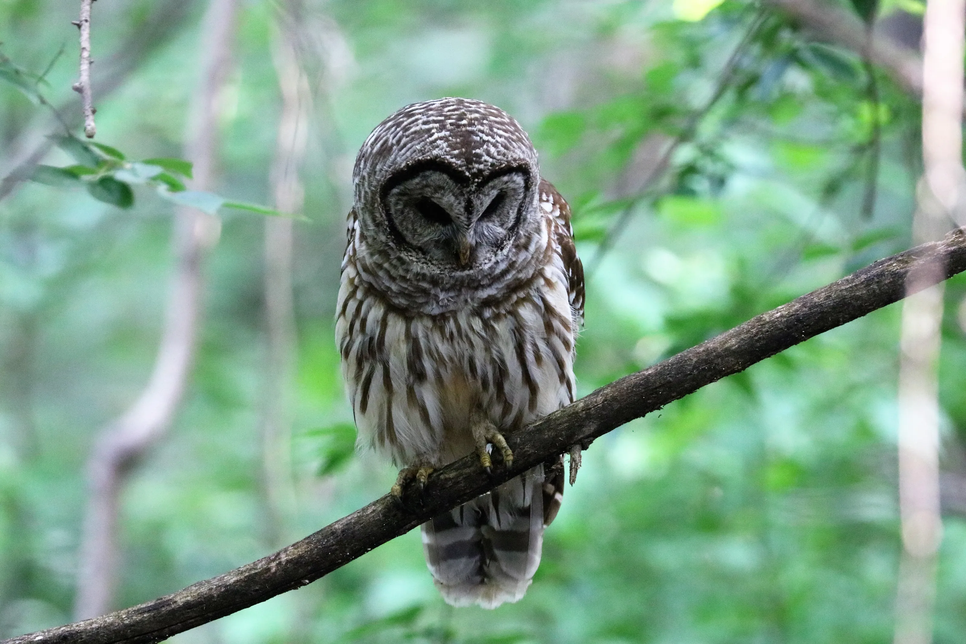 Owls on Tree Branches (In the Wild)
