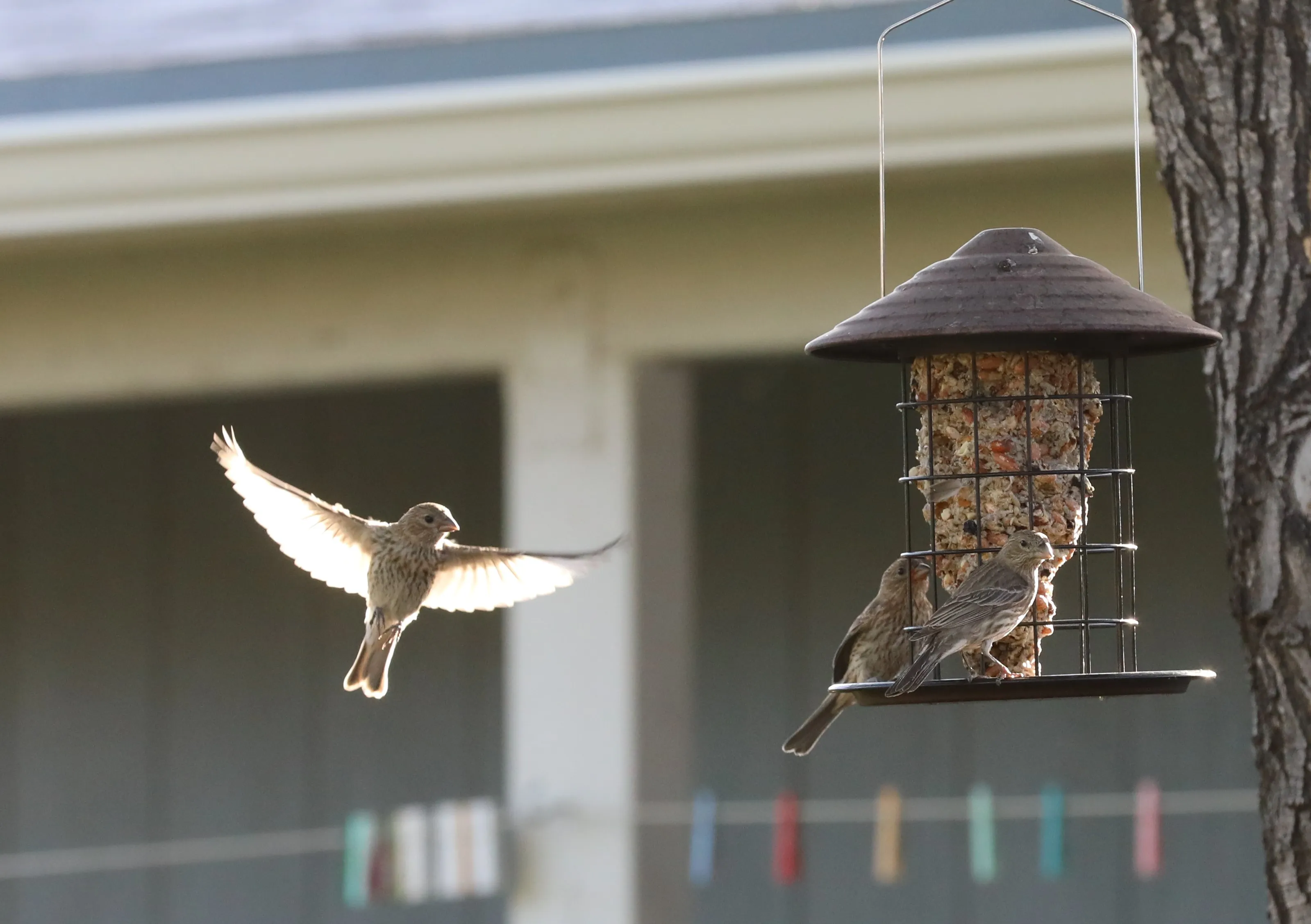 Birds in Gardens and Yards