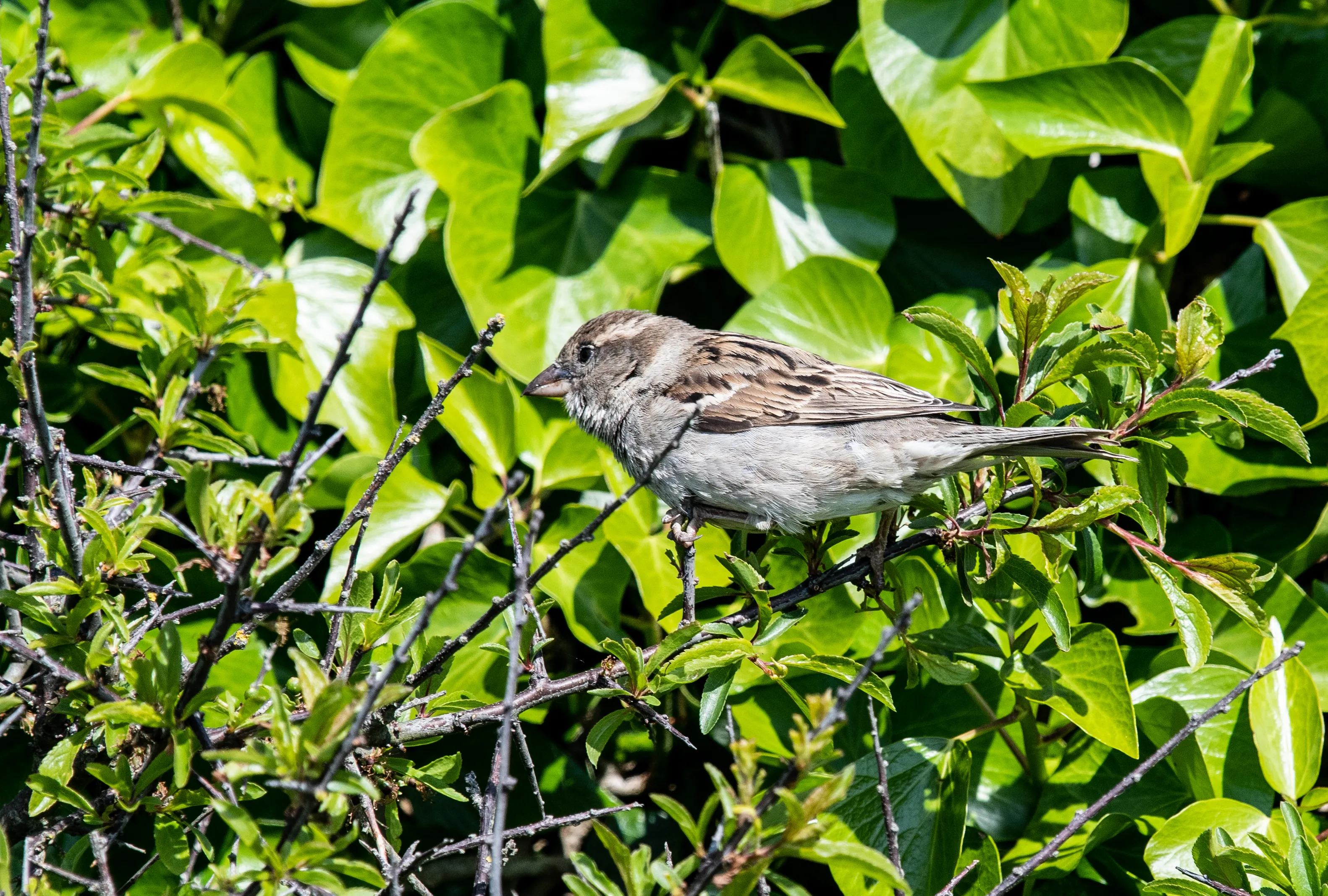 Sparrows