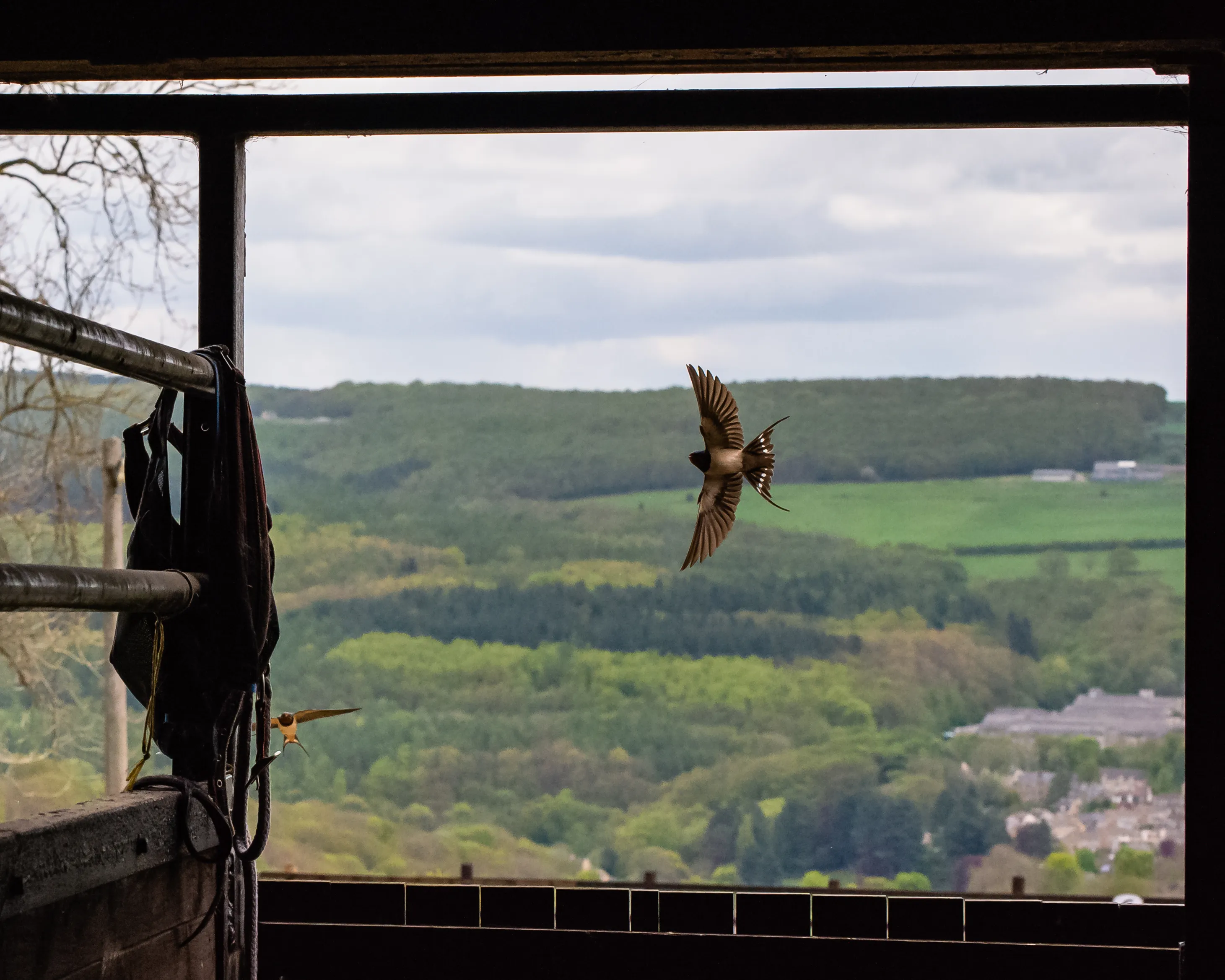 Swifts, Swallows and House Martins on the Wing