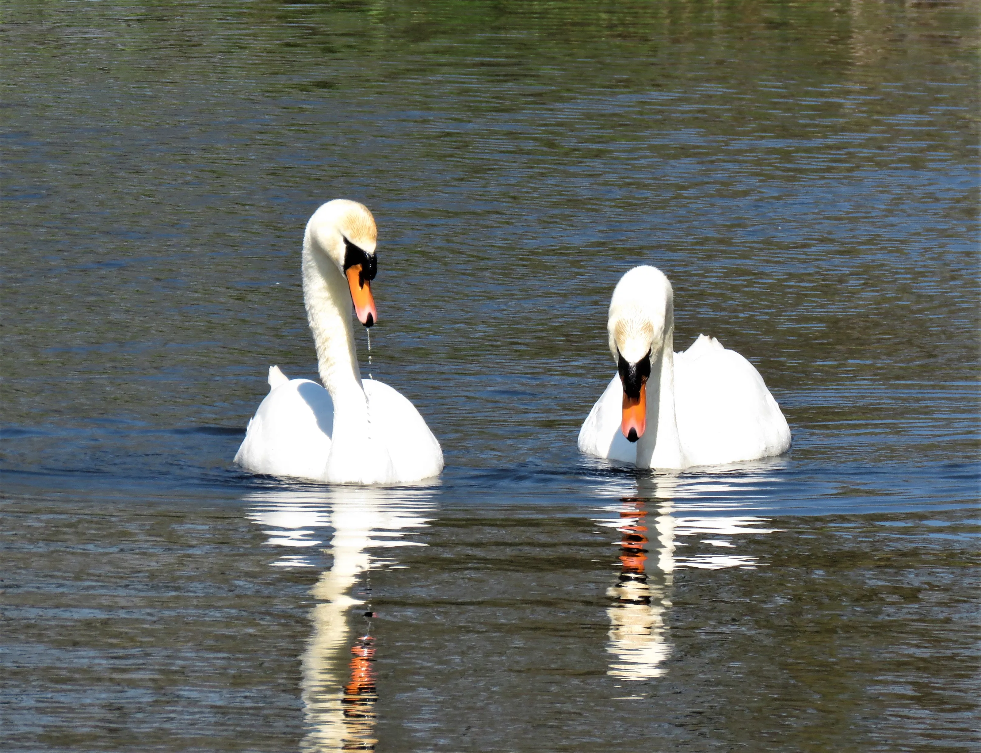 Beautiful Swans in Colour