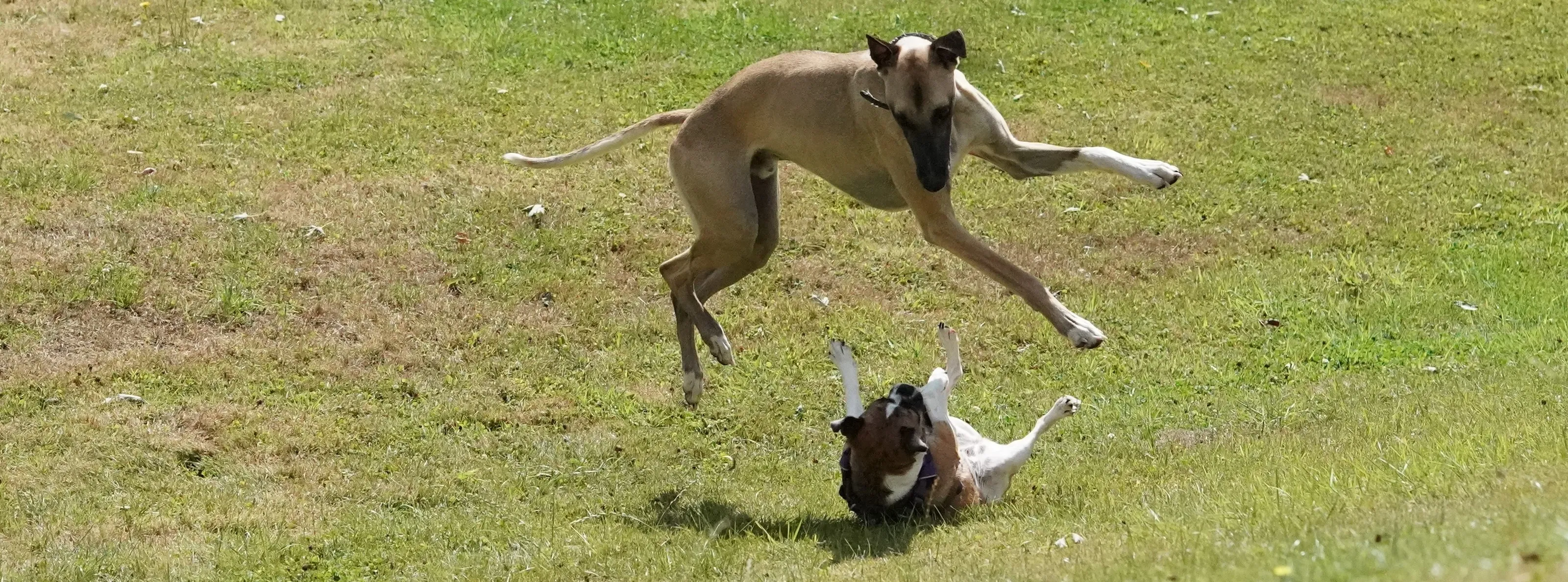 Amusing Animal Behaviour (no people)
