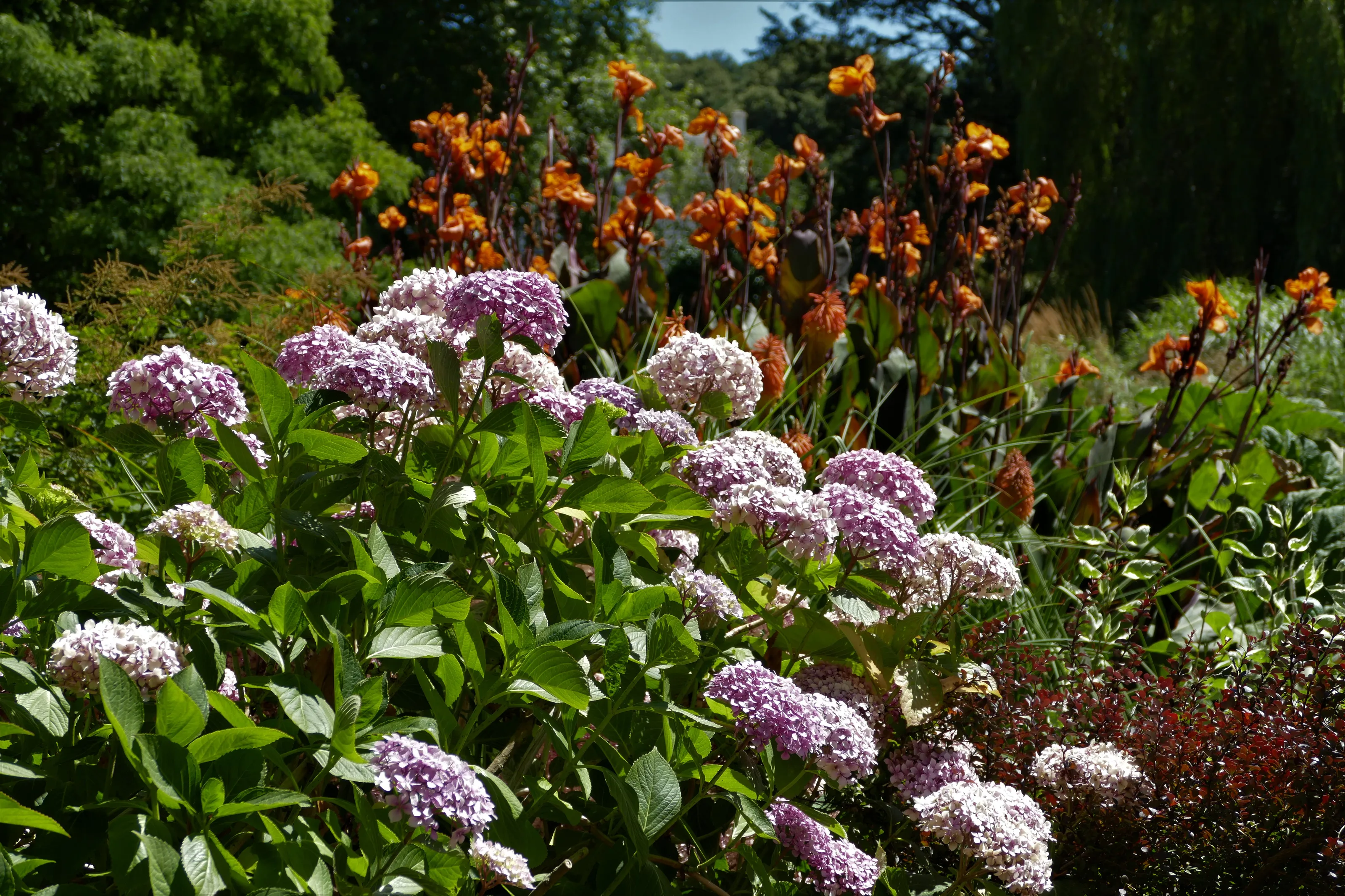 Flower Beds in Colour