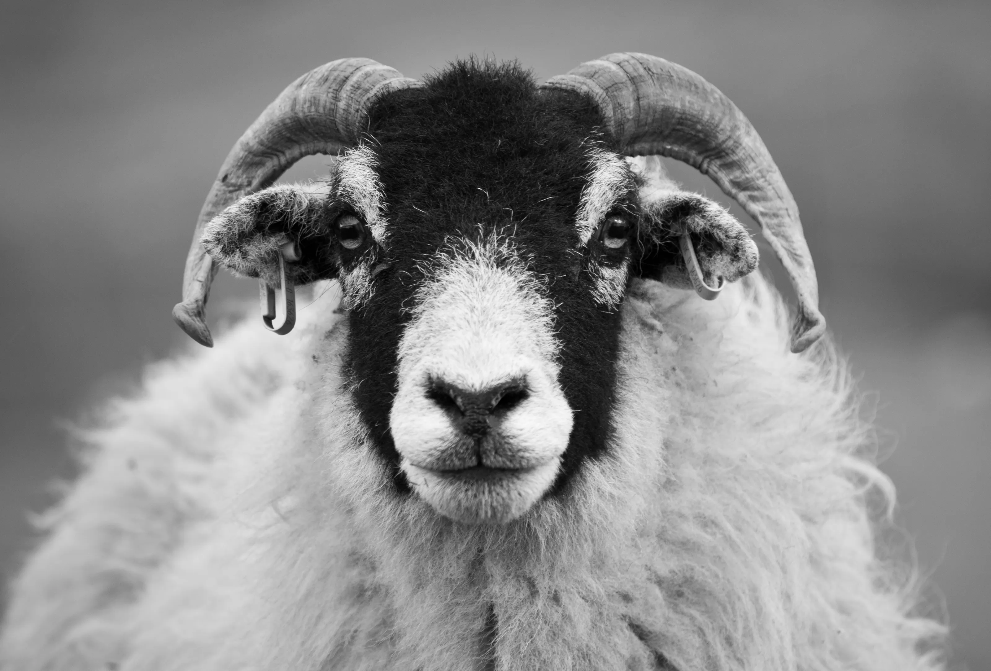 Sheep in Black and White