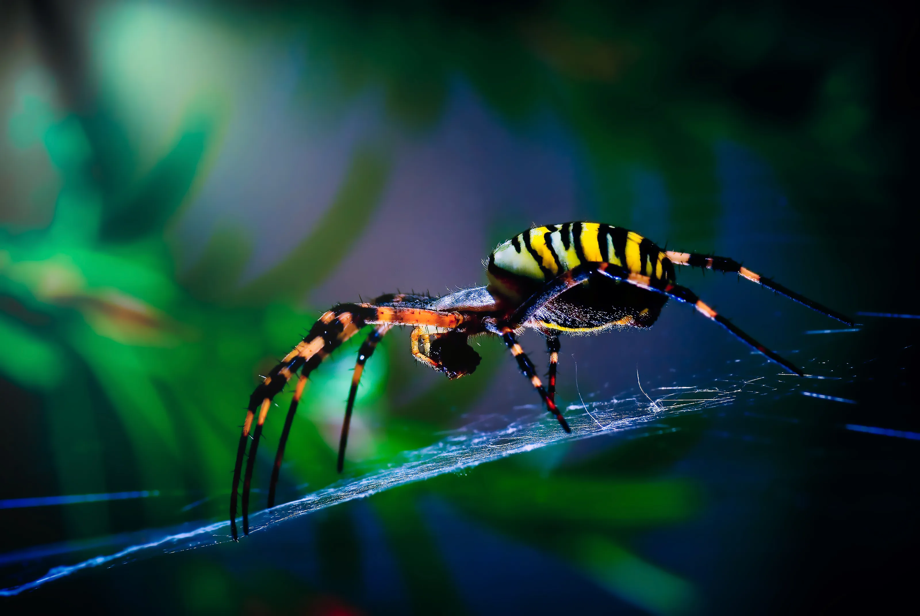 Brightly-Coloured Spiders