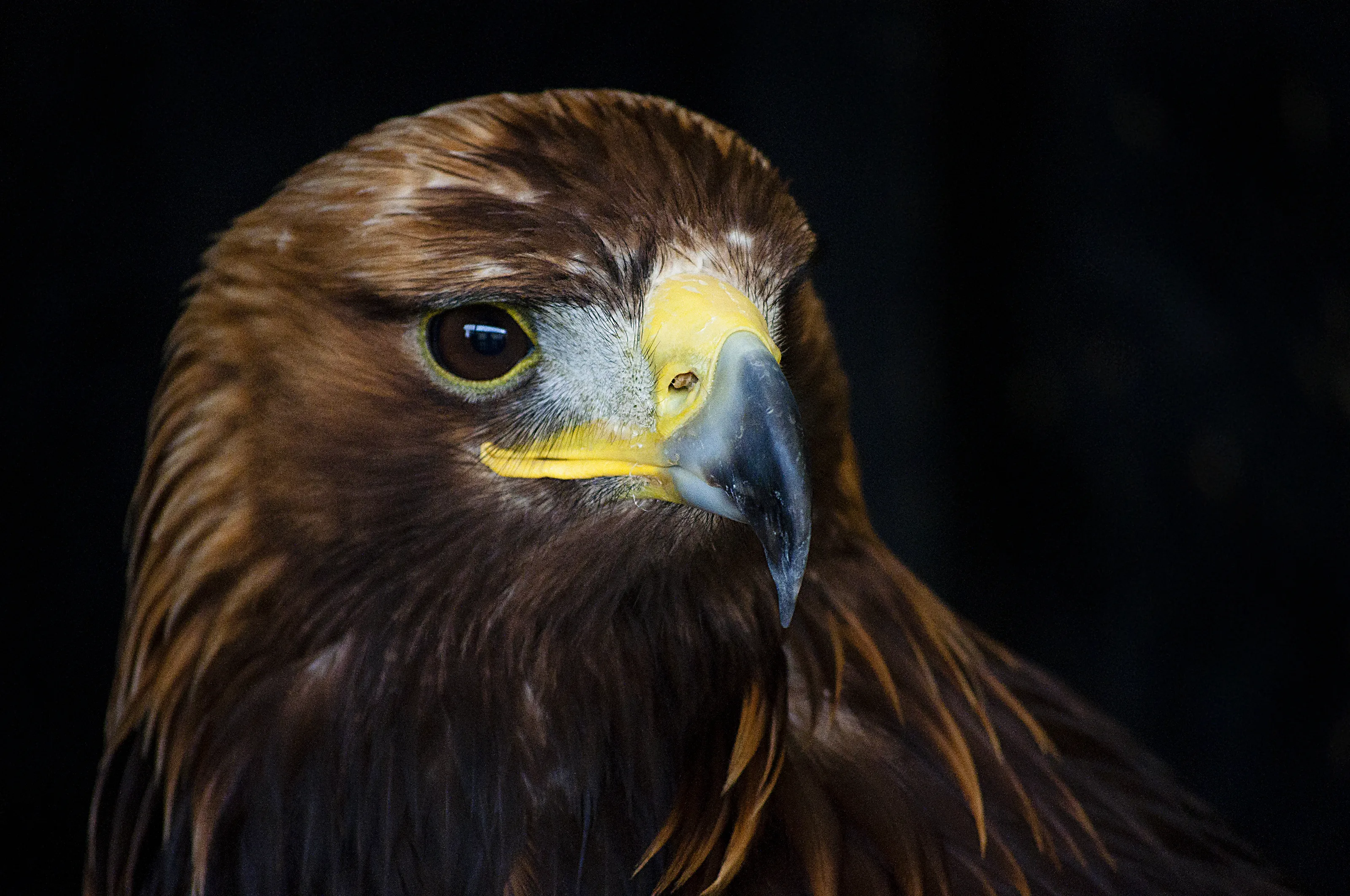 Birds of Prey Portraits
