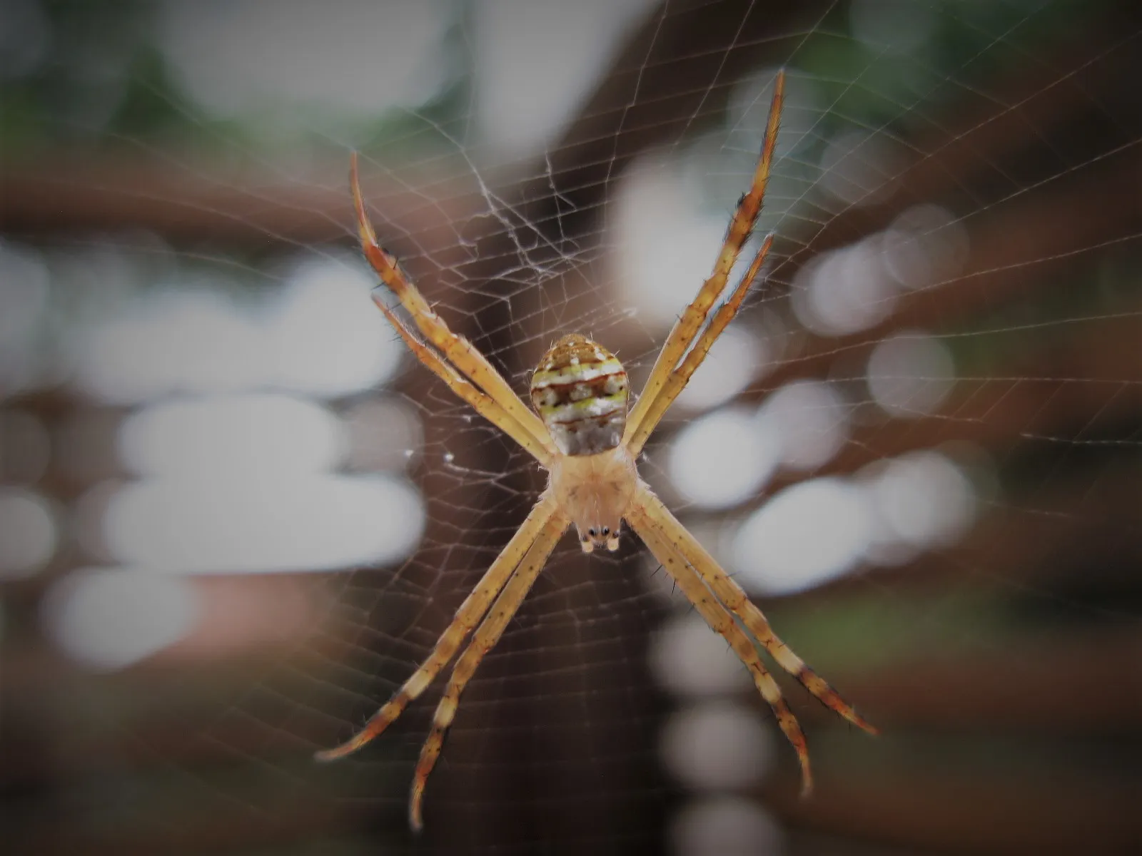 Spiders