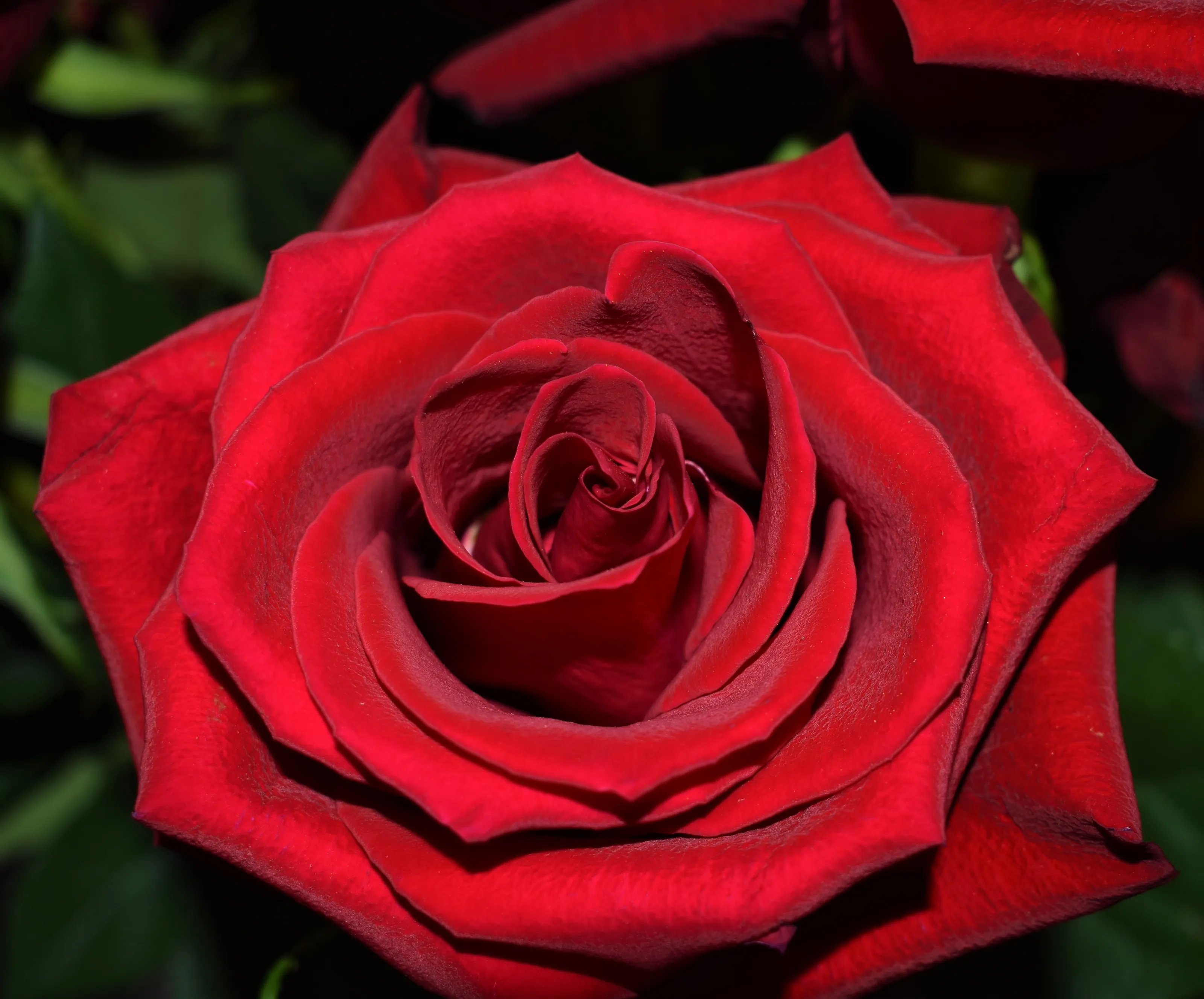 Beautiful Roses