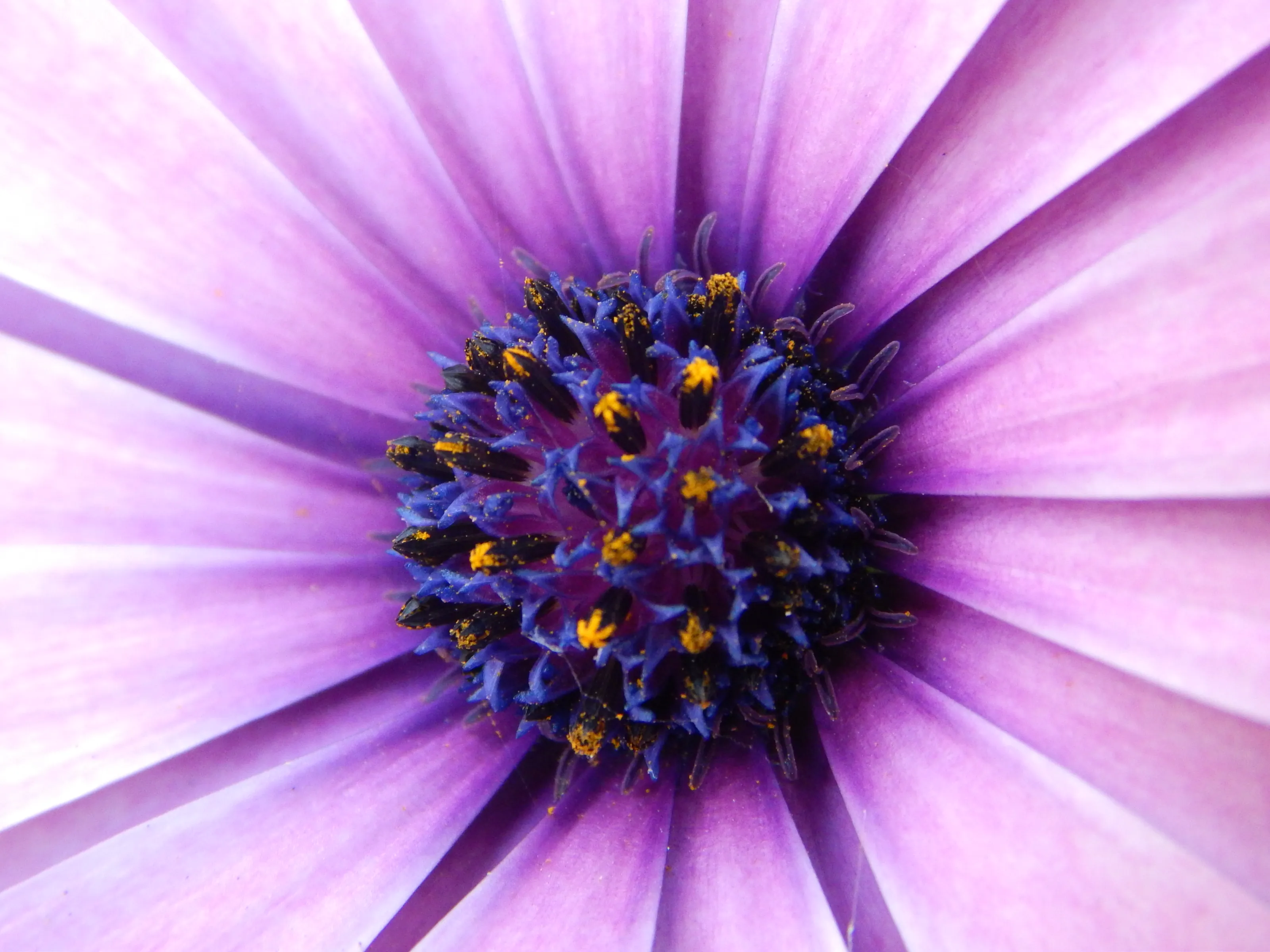 Macro - Flowers, Leaves and Insects