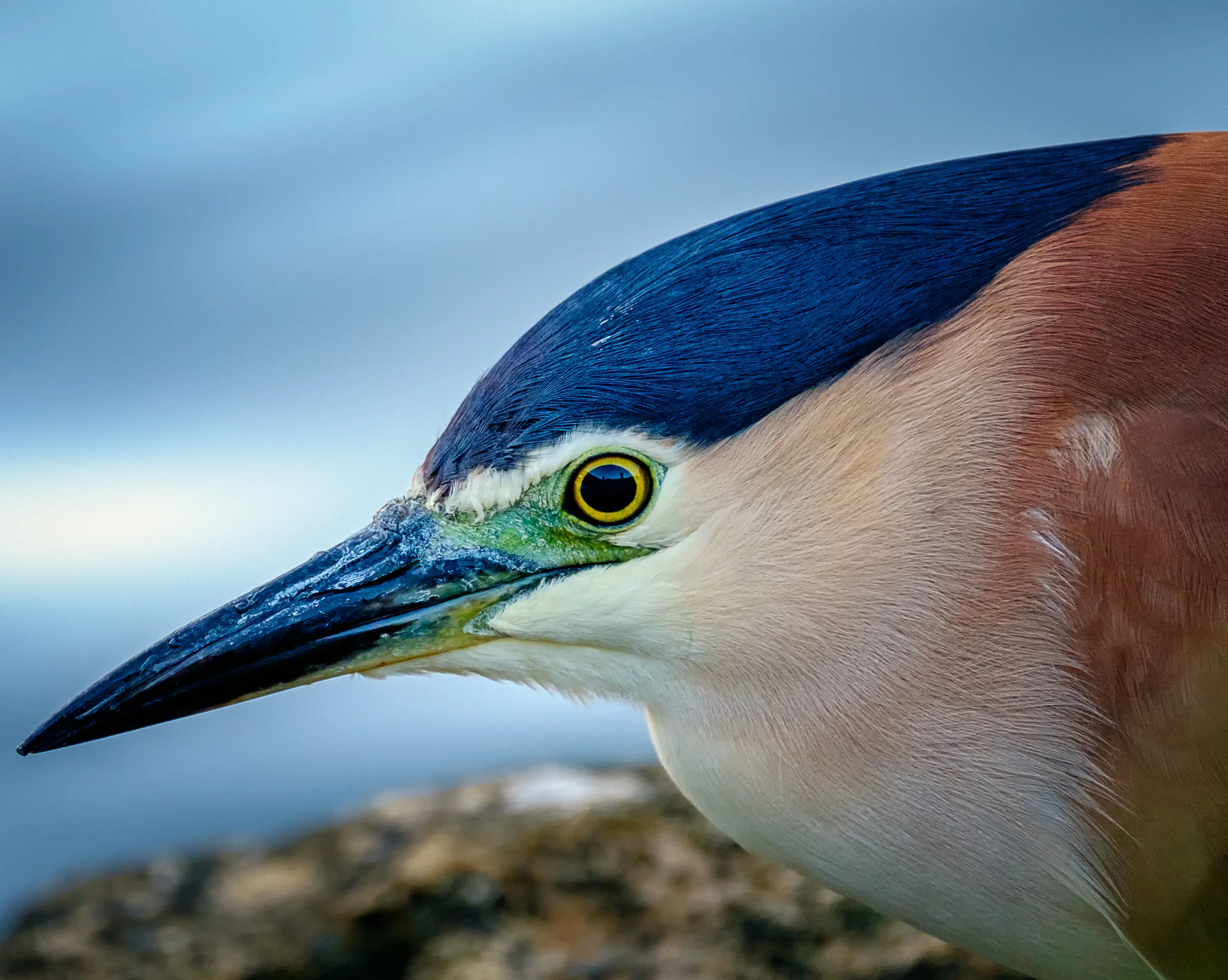 Night Herons