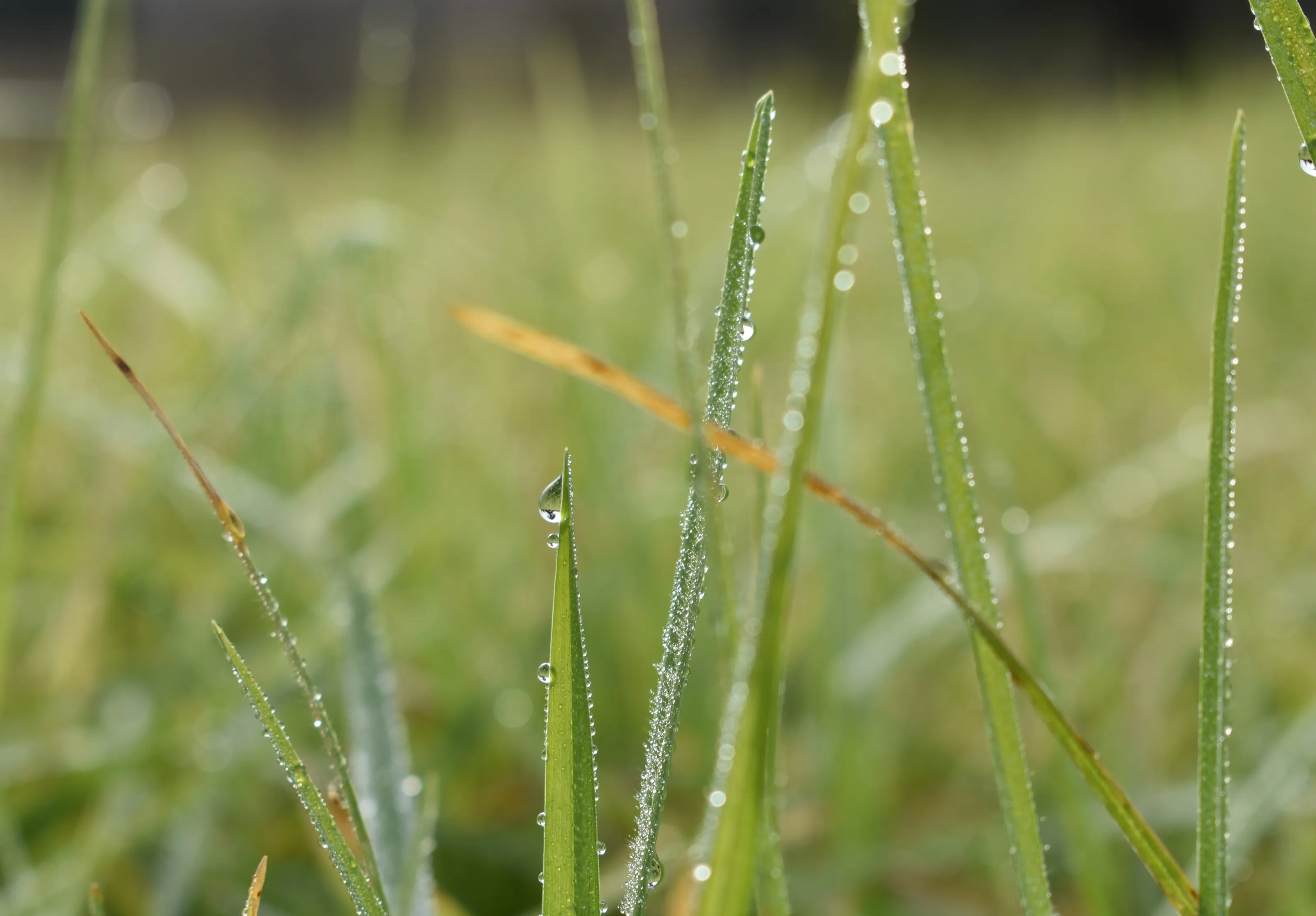 Green Grass in Colour