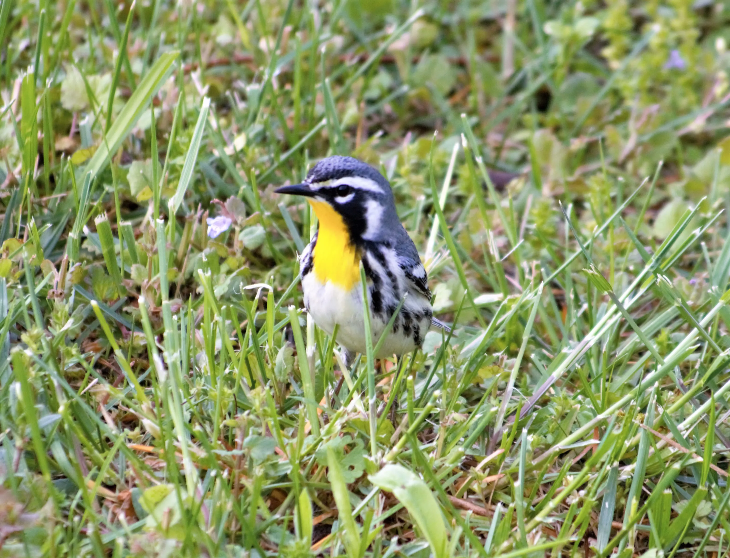 Warblers in Colour