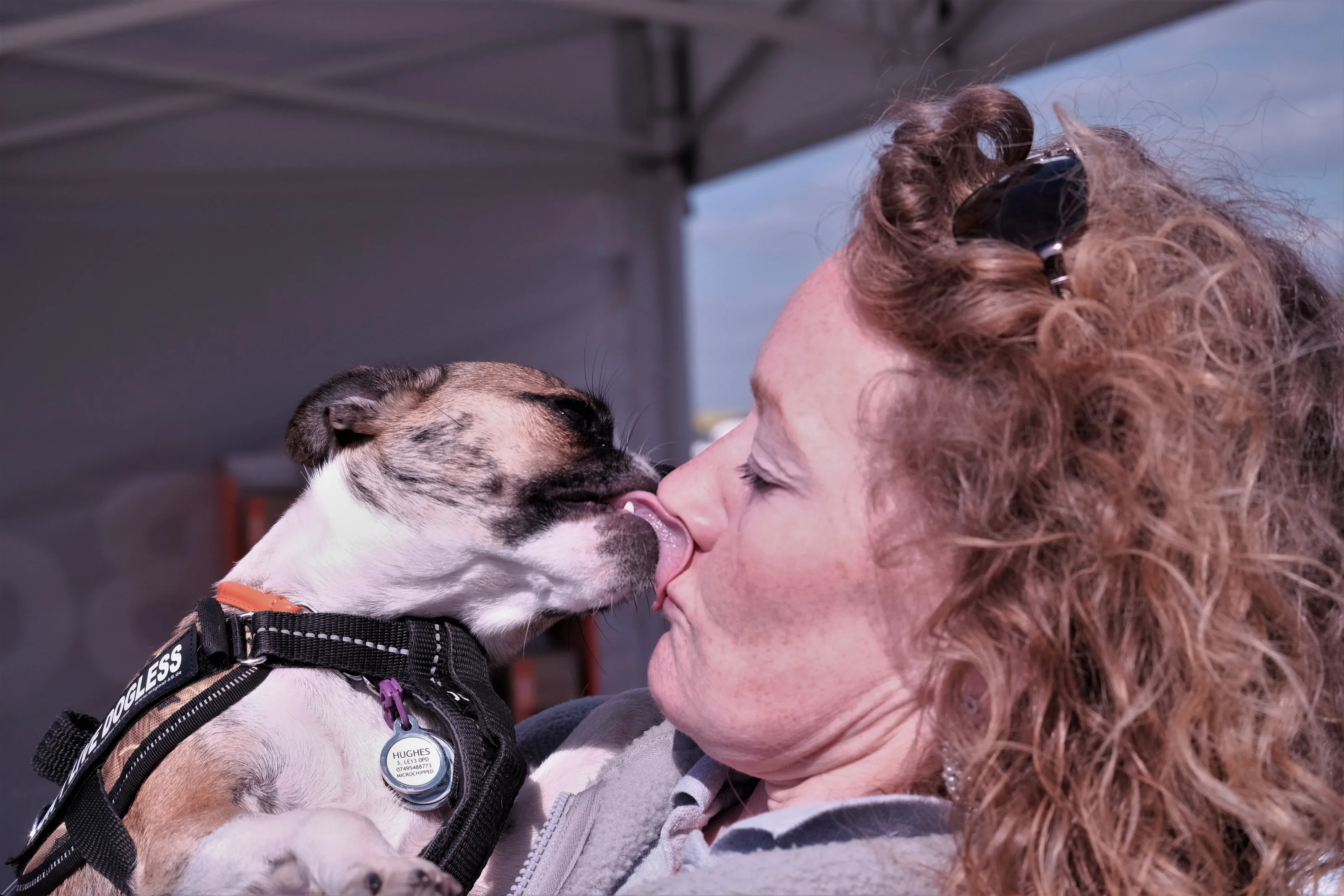 Dogs Showing Affection