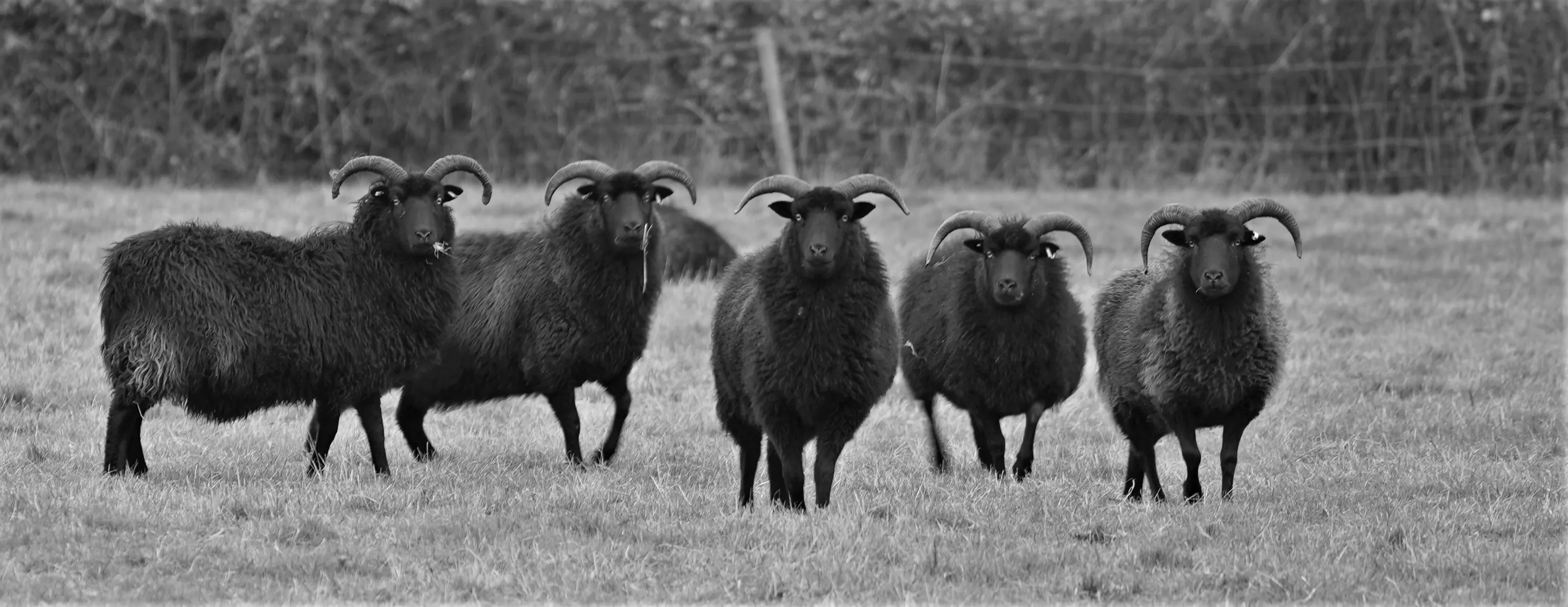 Animals in a Line in Black and White