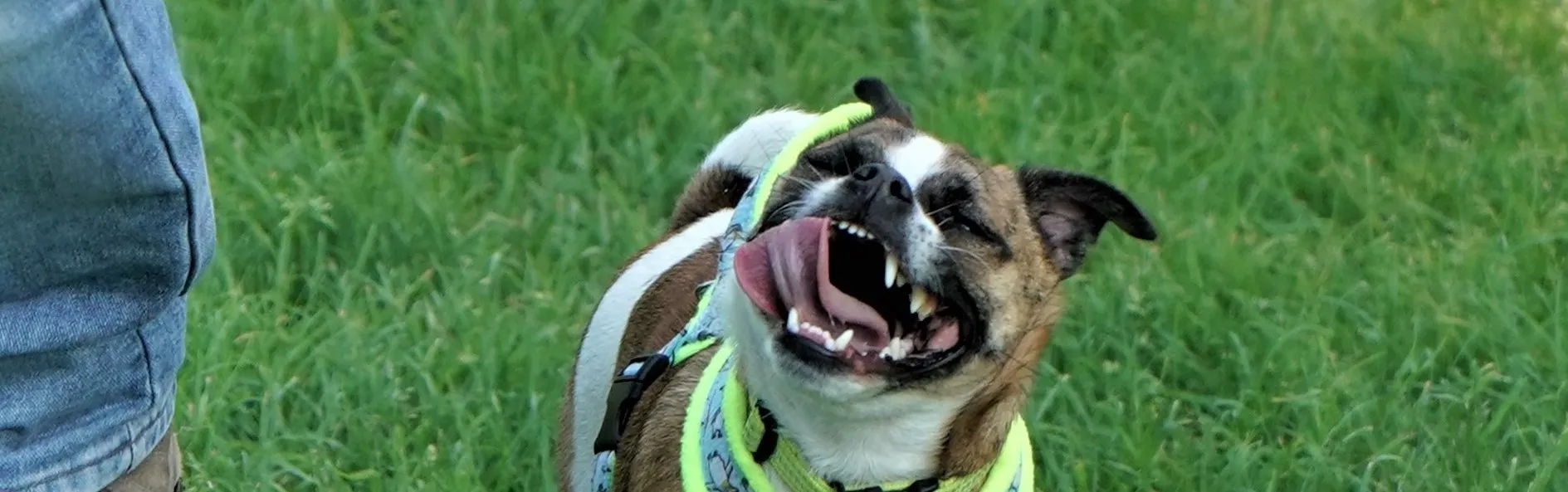 Dogs With Amusing Expressions