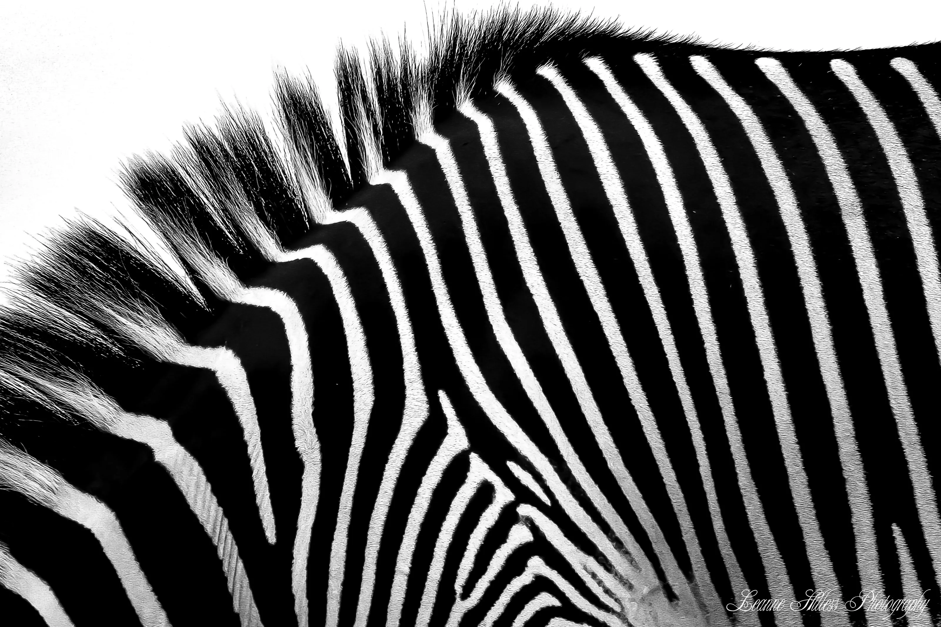 Abstract Wildlife