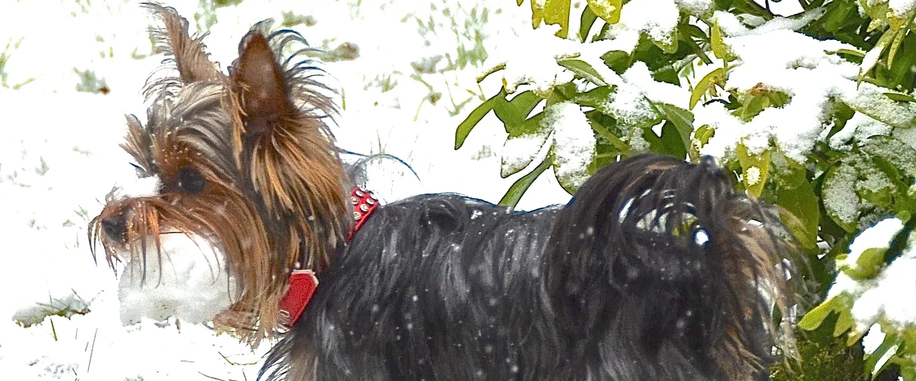 Yorkshire Terriers
