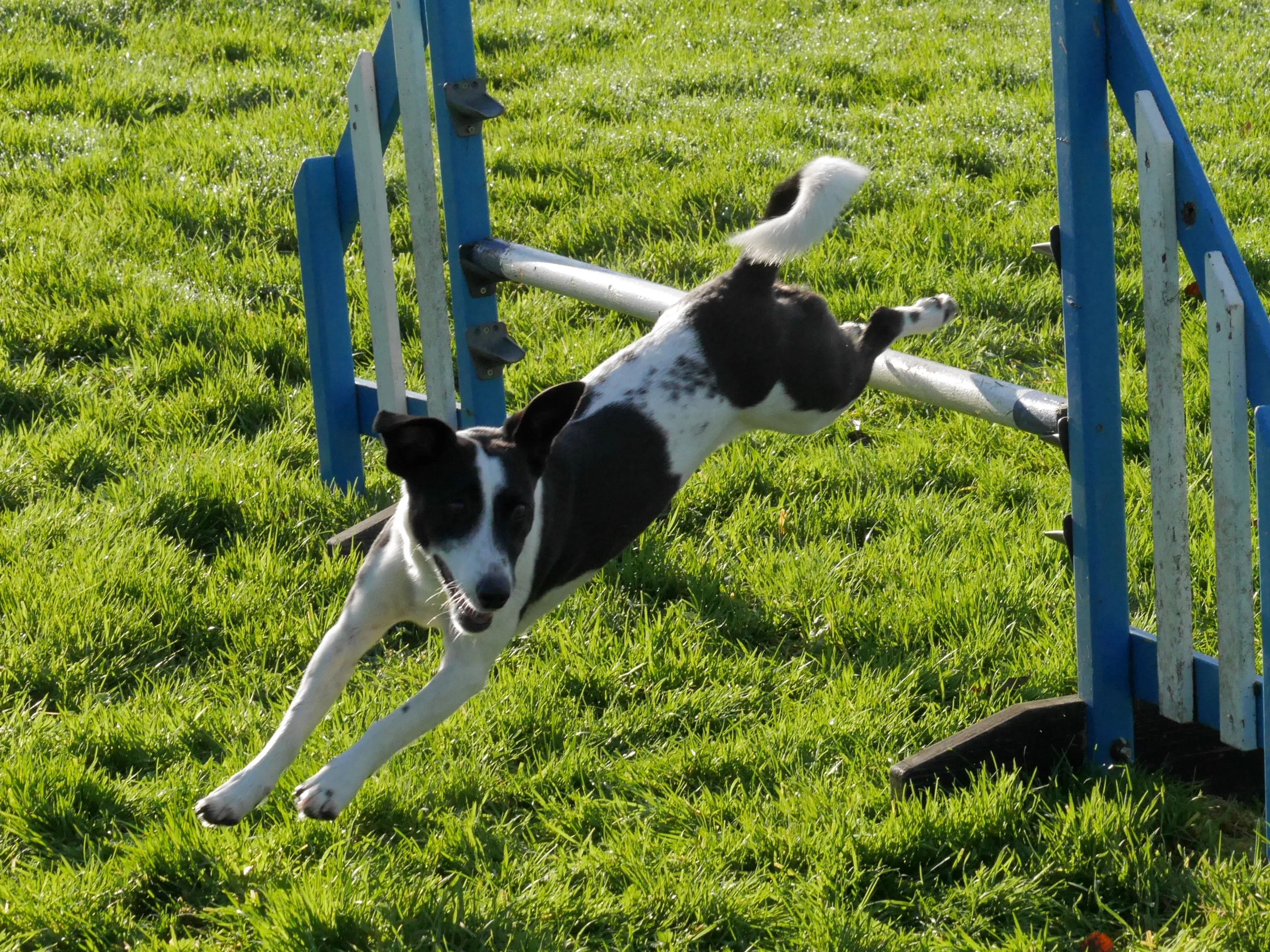 Working and Competition Dogs